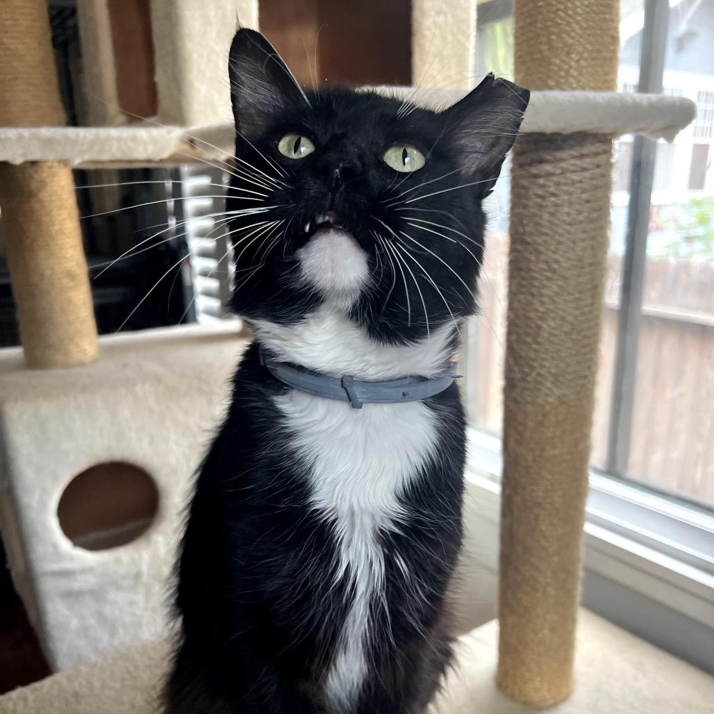 GO-KART, a Adoptable Domestic Long Hair in San Antonio, TX image 5/5