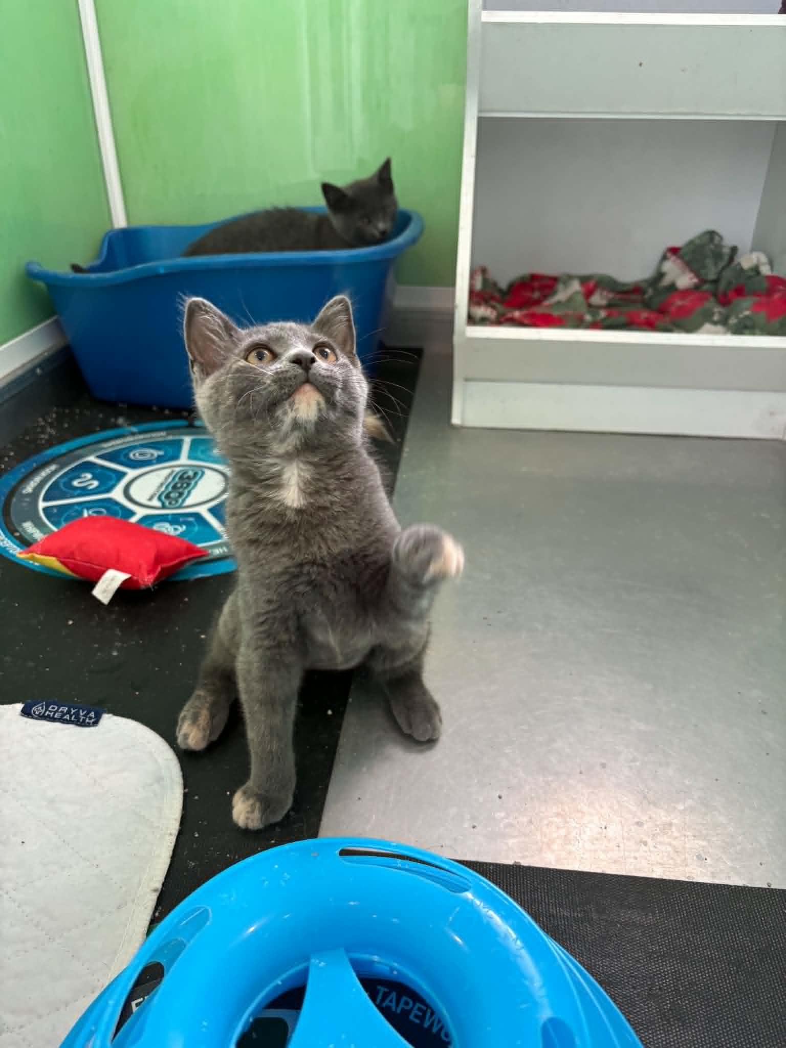 Jan Brady, ADOPTABLE, Kitten Female American Shorthair.