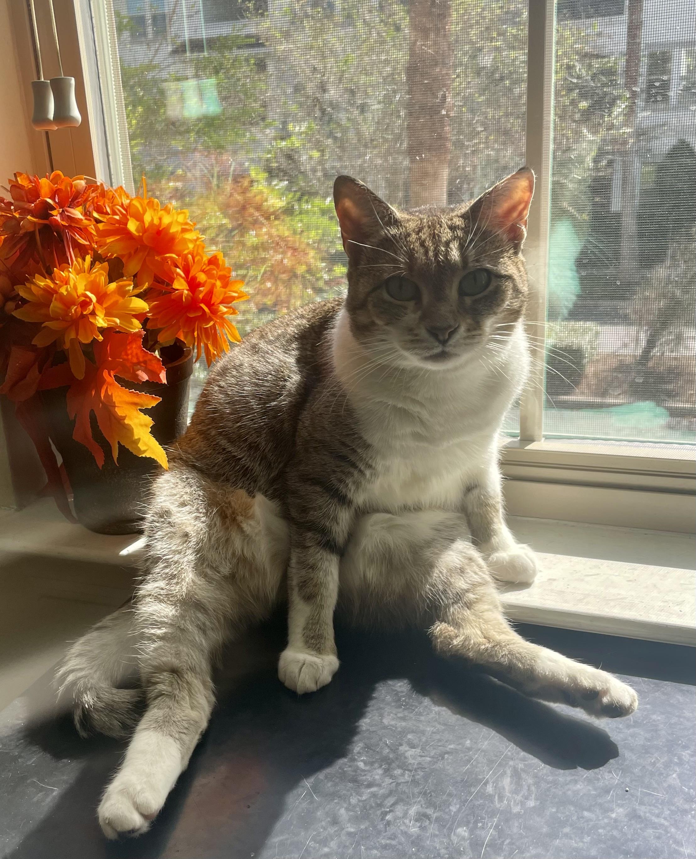 Enlarge Neela , a Adoptable Domestic Short Hair in West Warwick, RI image 1/6