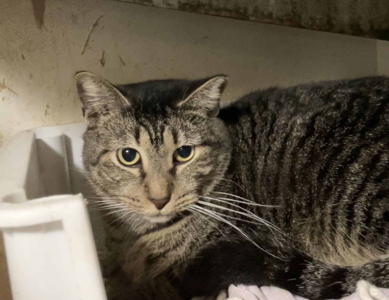 Chandler — thumbnail 3