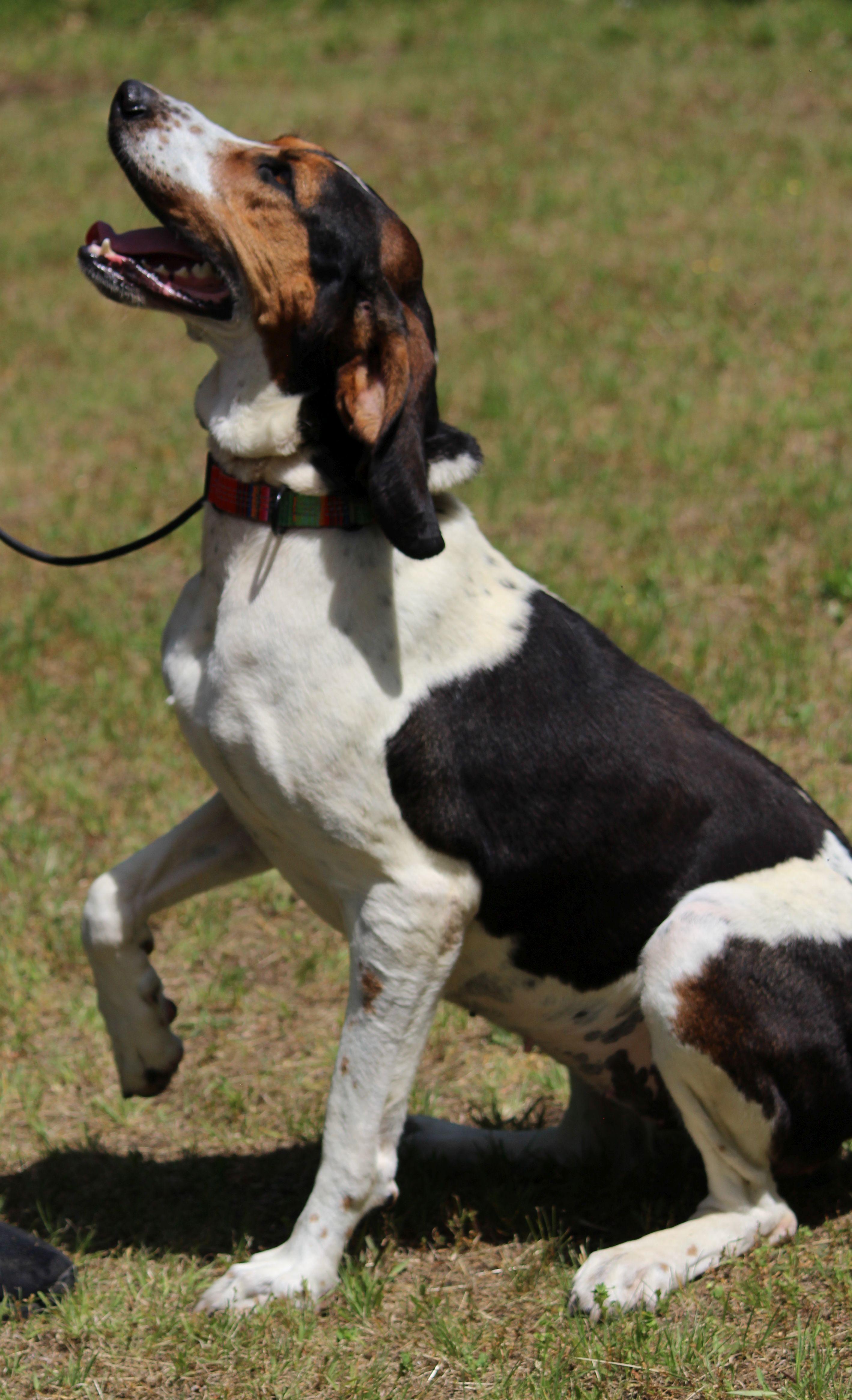 June Carter, a ADOPTABLE mixed breed in Portage, WI image 3/6
