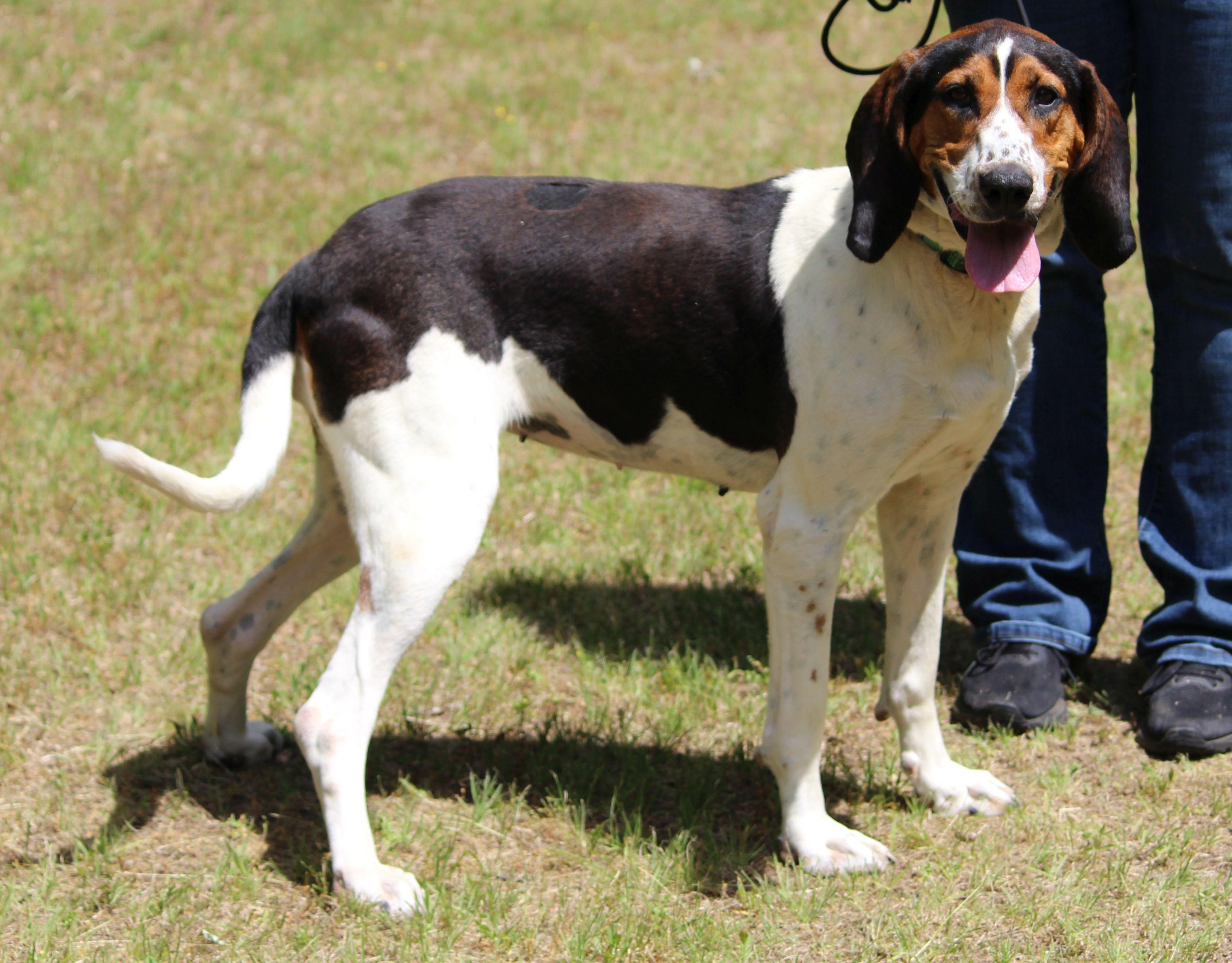 June Carter, a ADOPTABLE mixed breed in Portage, WI image 5/6