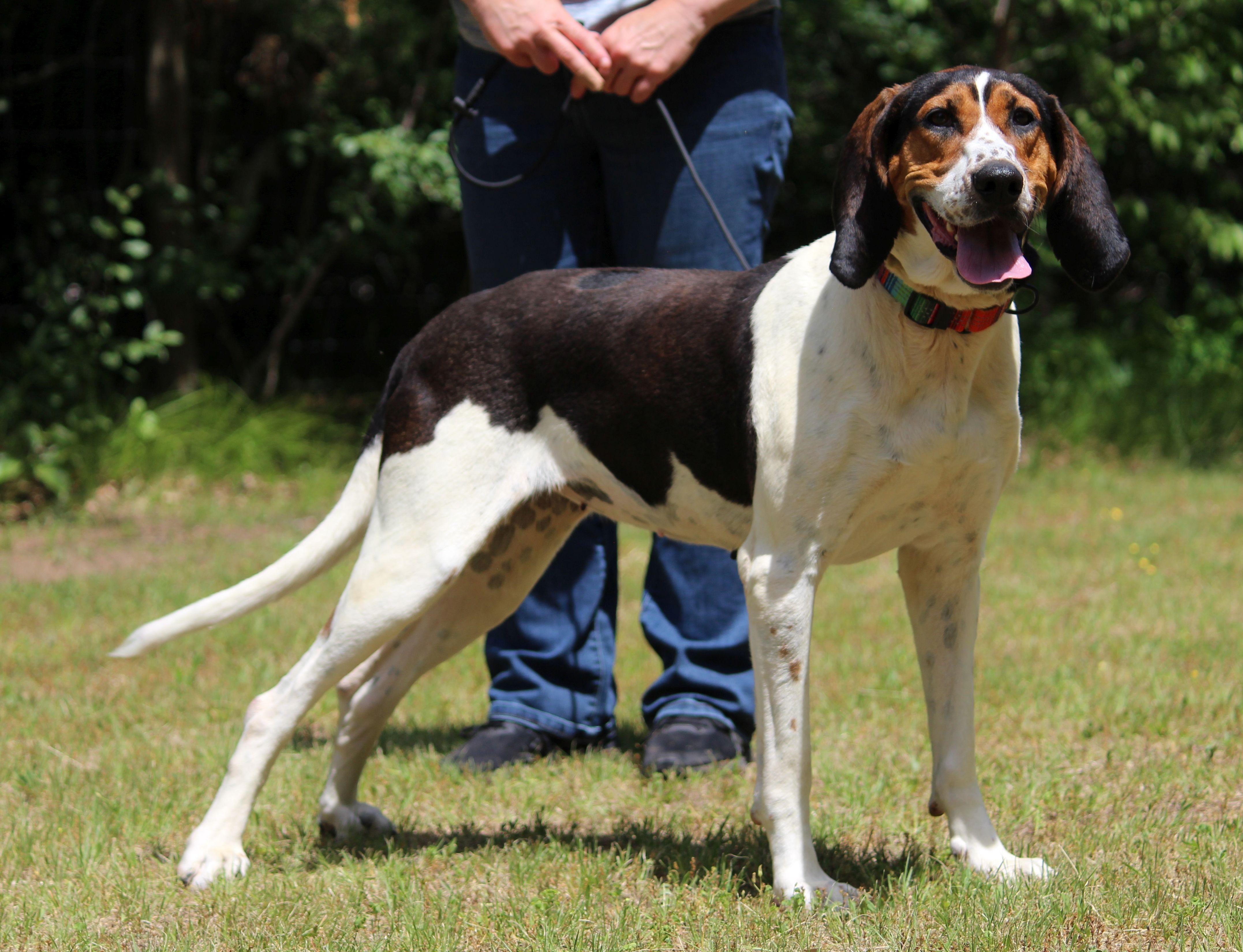 June Carter, a ADOPTABLE mixed breed in Portage, WI image 2/6