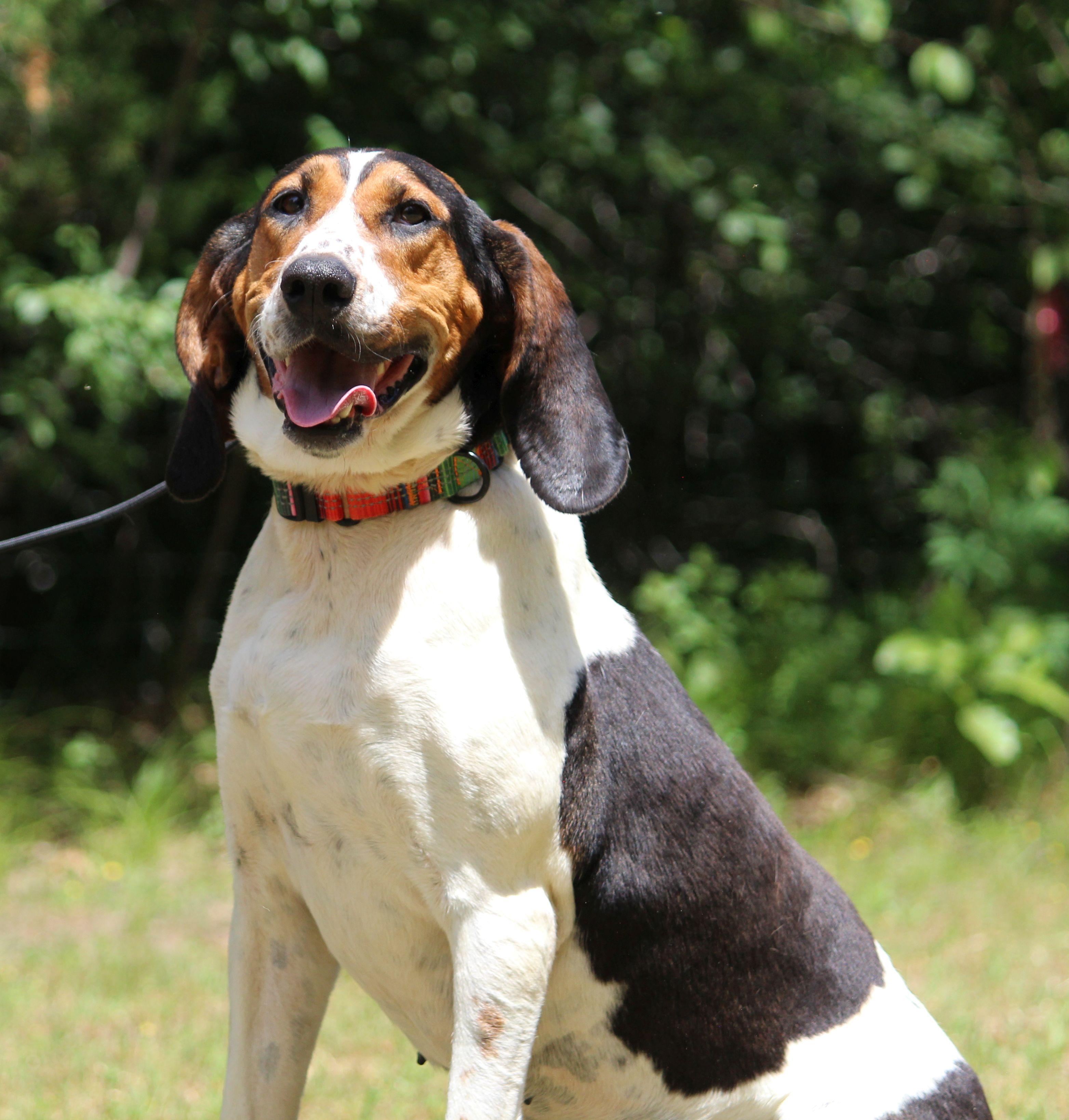 June Carter, a ADOPTABLE mixed breed in Portage, WI image 4/6