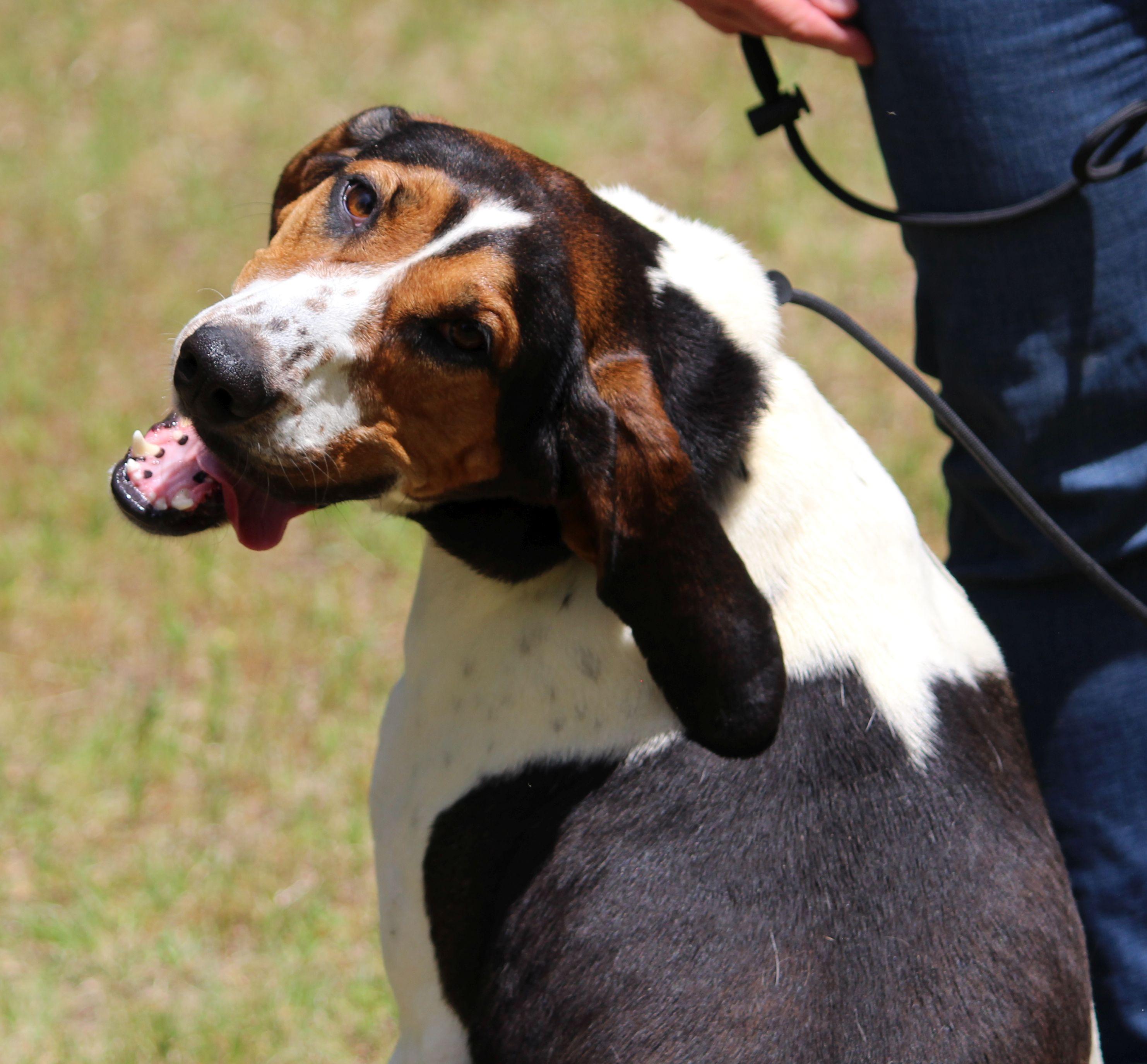 June Carter, ADOPTABLE, Adult Female Treeing Walker Coonhound.