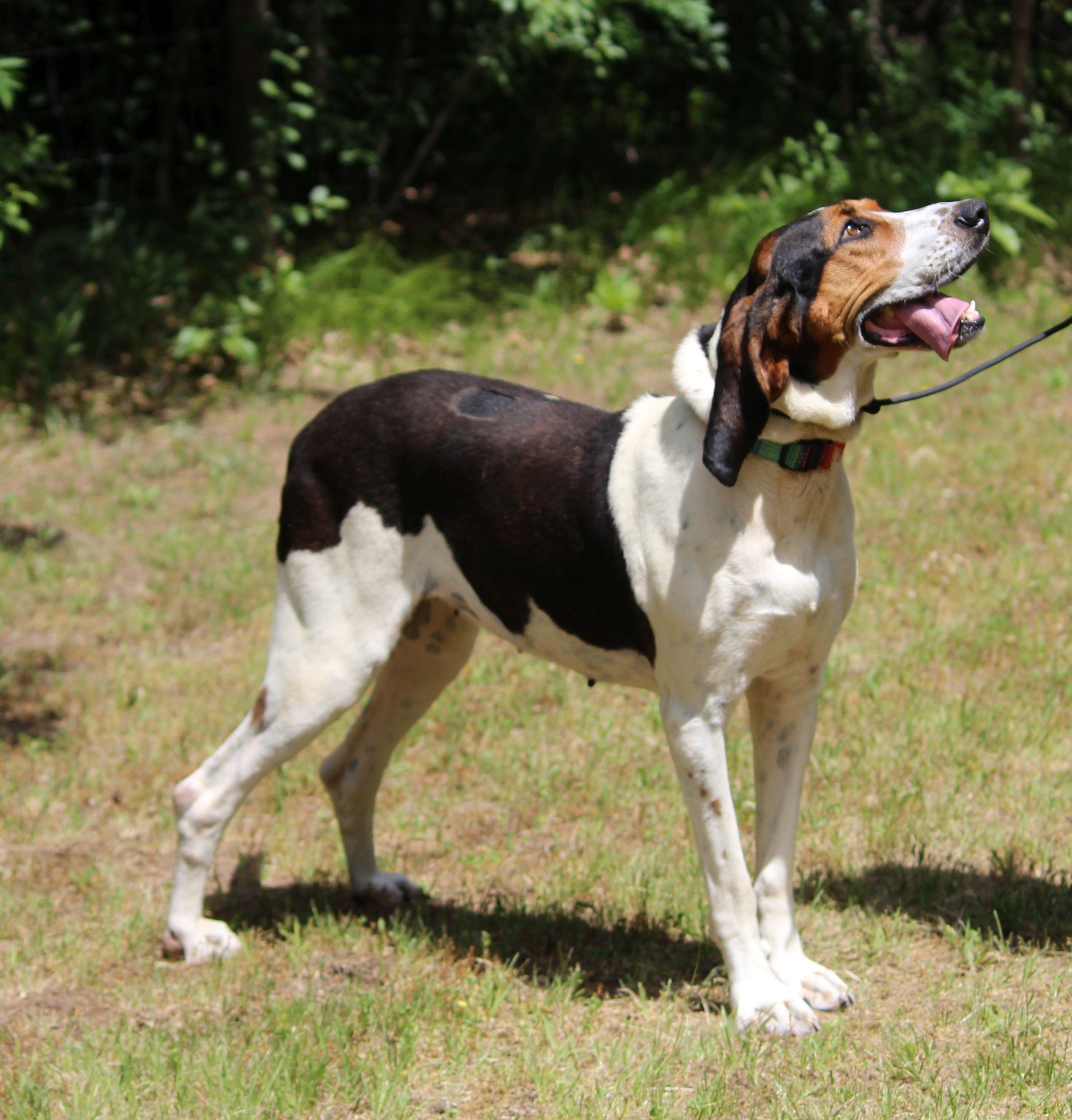 June Carter, a ADOPTABLE mixed breed in Portage, WI image 6/6