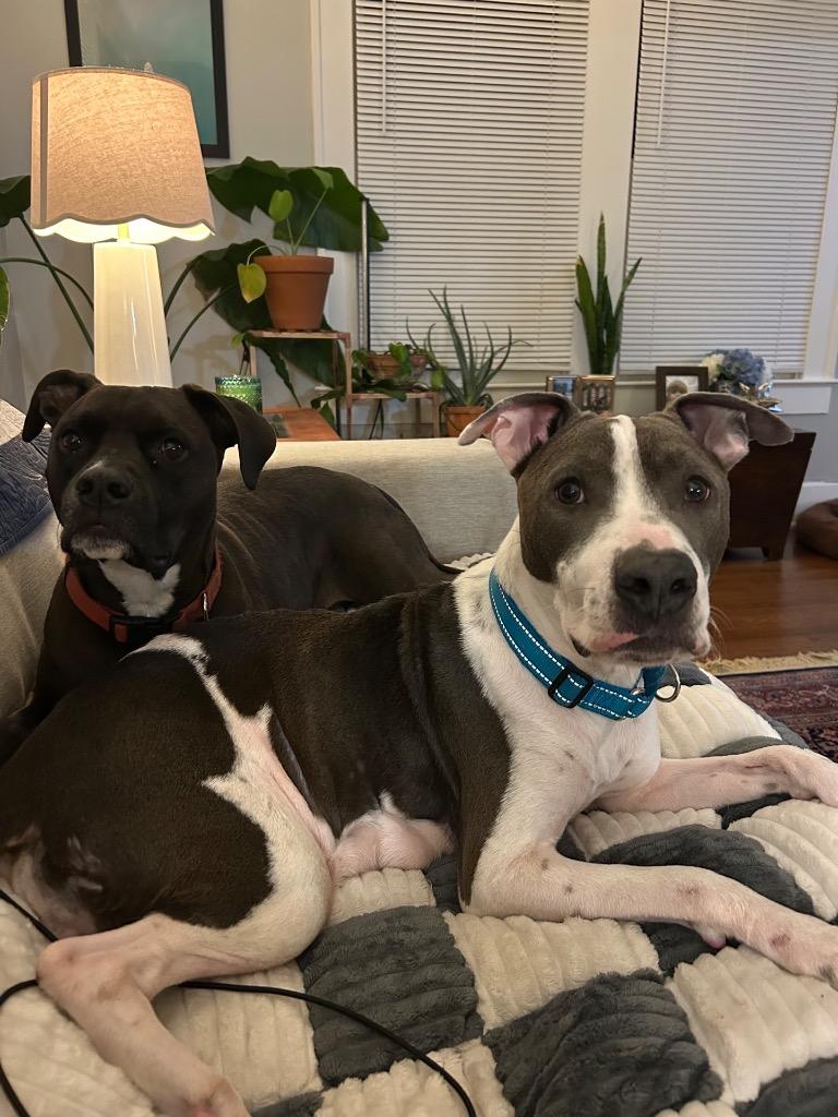 Honeybell, Adoptable, Adult Female Pit Bull Terrier.