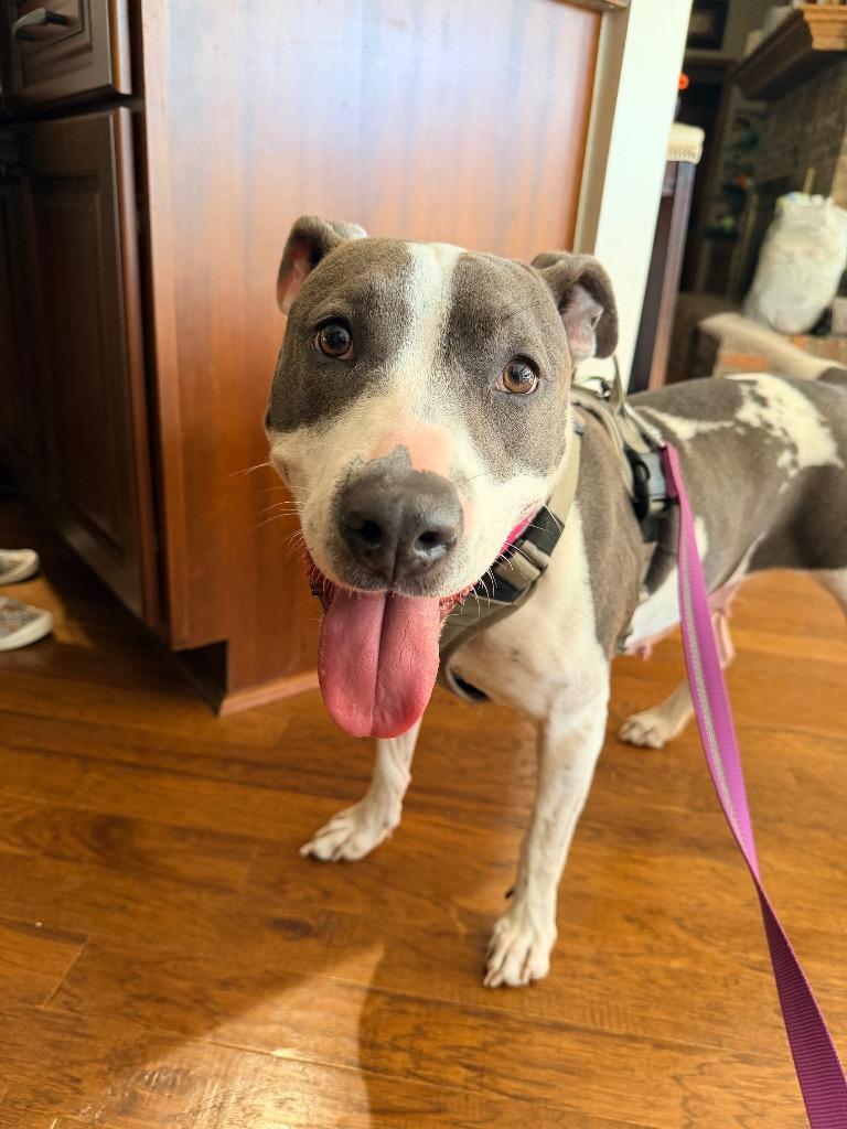 Honeybell, Adoptable, Adult Female Pit Bull Terrier.