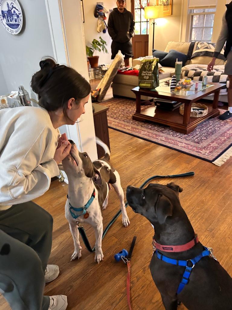 Enlarge Honeybell, a Adoptable Pit Bull Terrier in Austin, TX image 3/6