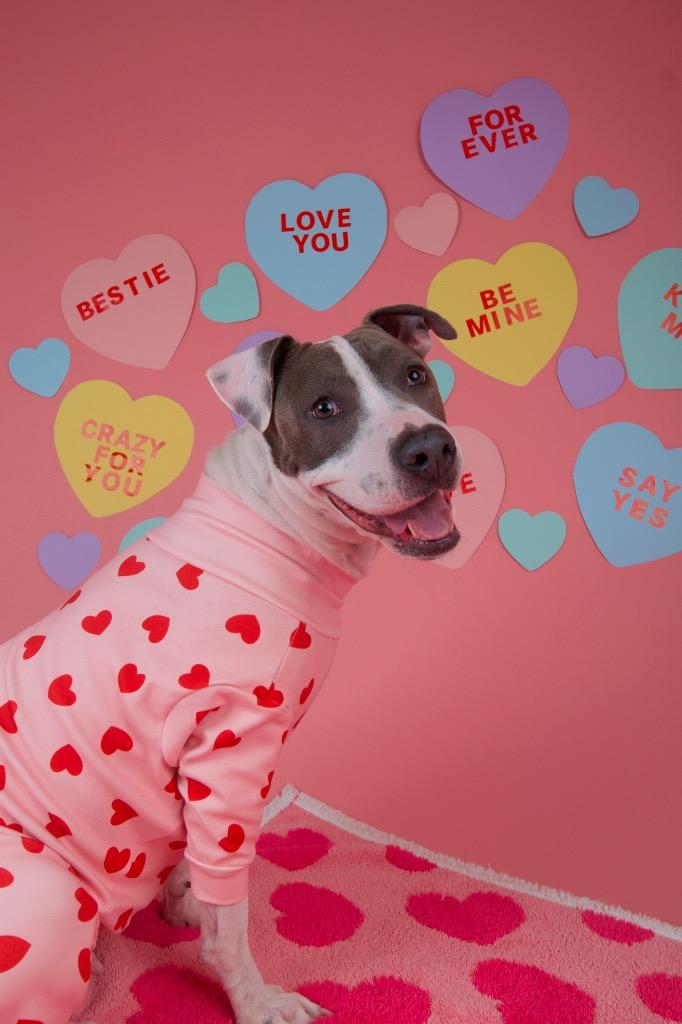 Enlarge Honeybell, a Adoptable Pit Bull Terrier in Austin, TX image 4/6