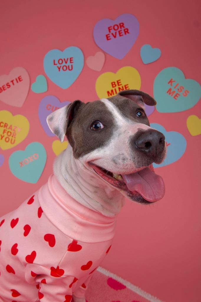 Enlarge Honeybell, a Adoptable Pit Bull Terrier in Austin, TX image 5/6