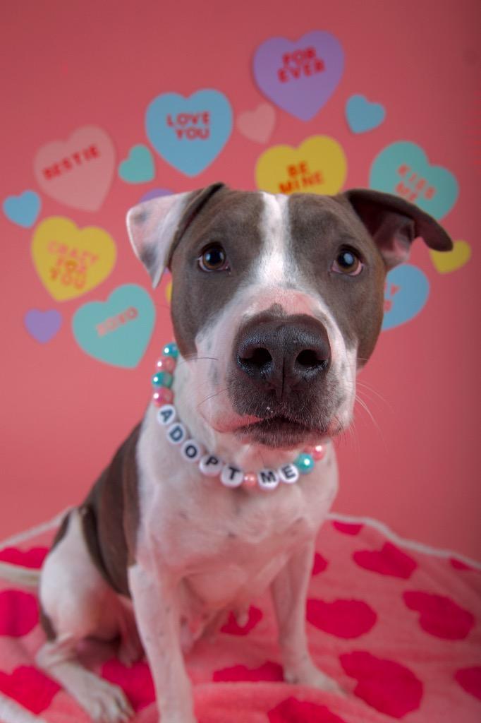 Enlarge Honeybell, a Adoptable Pit Bull Terrier in Austin, TX image 6/6