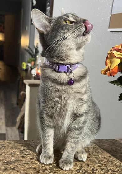 Pearl — thumbnail 2