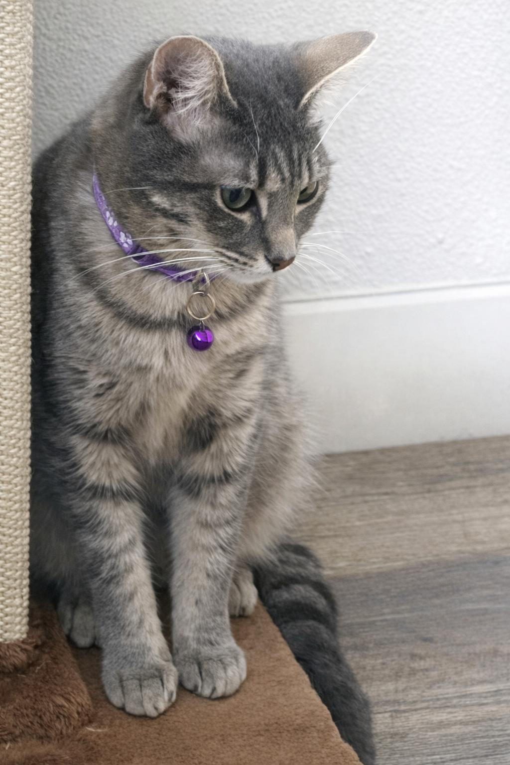 Pearl — thumbnail 5