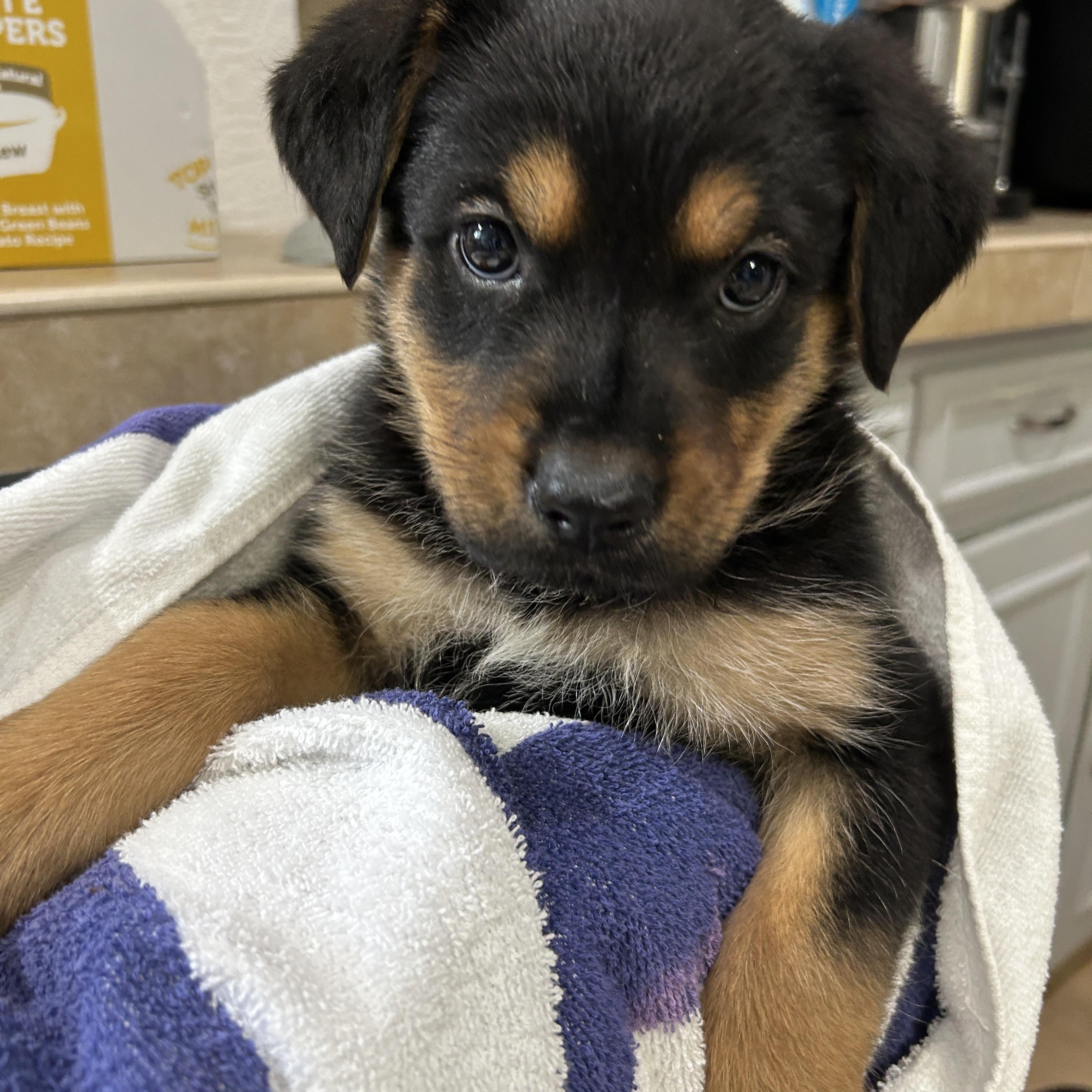 Puppy Kola