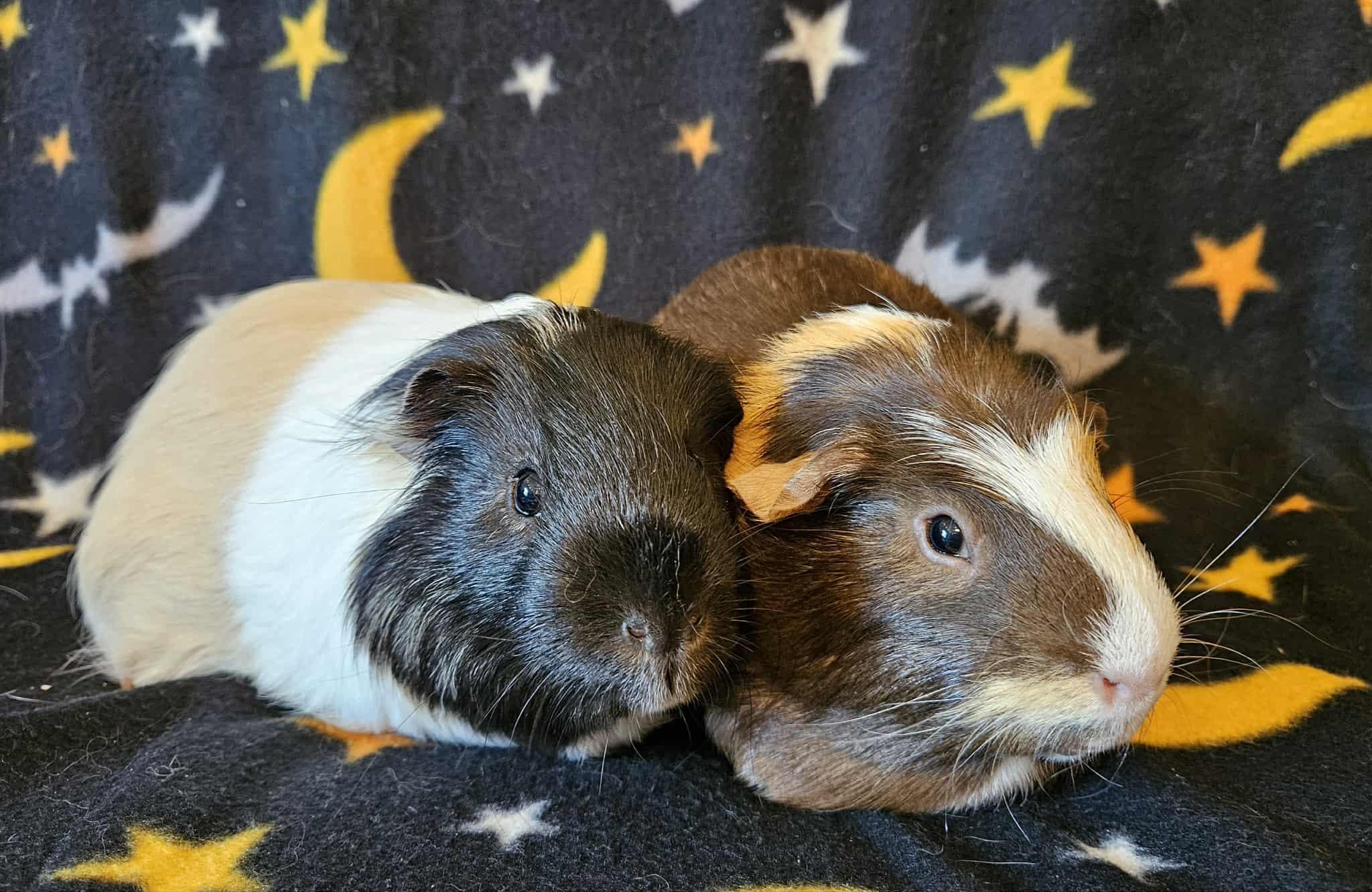 Benny&Bo