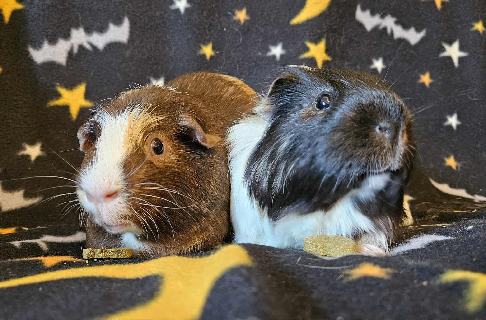 Benny&Bo