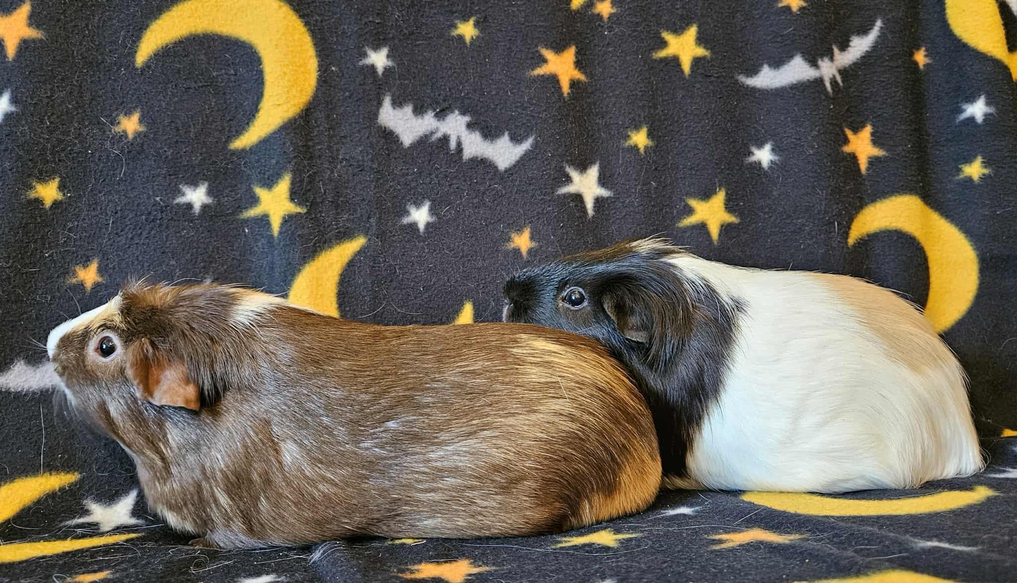 Benny&Bo