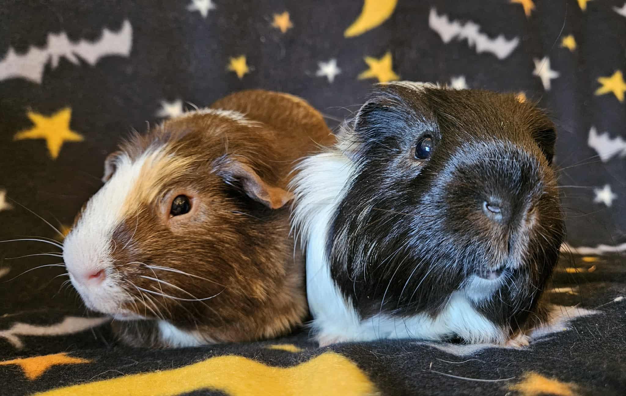 Benny&Bo