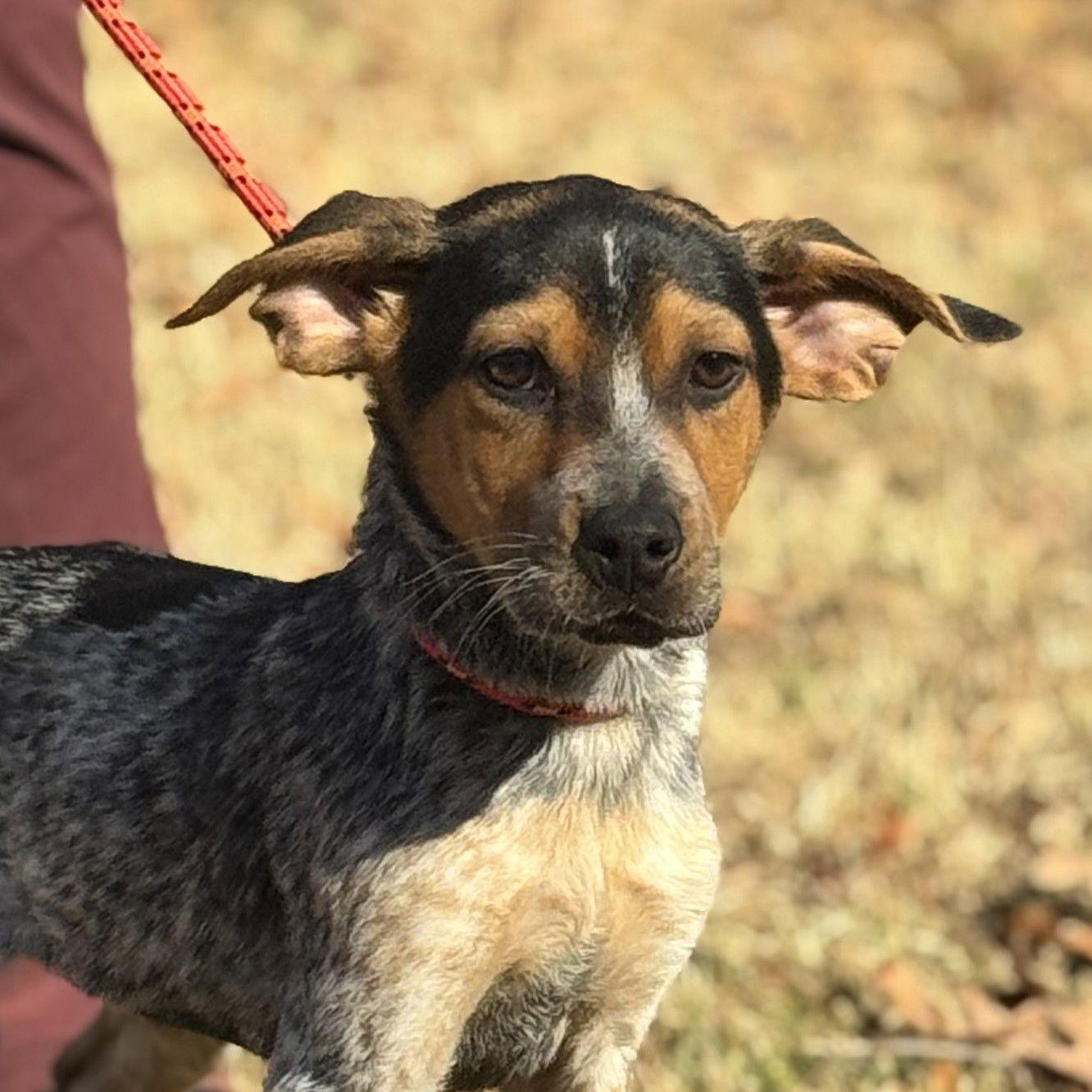 DARBY, Adoptable, Puppy Female Australian Shepherd.