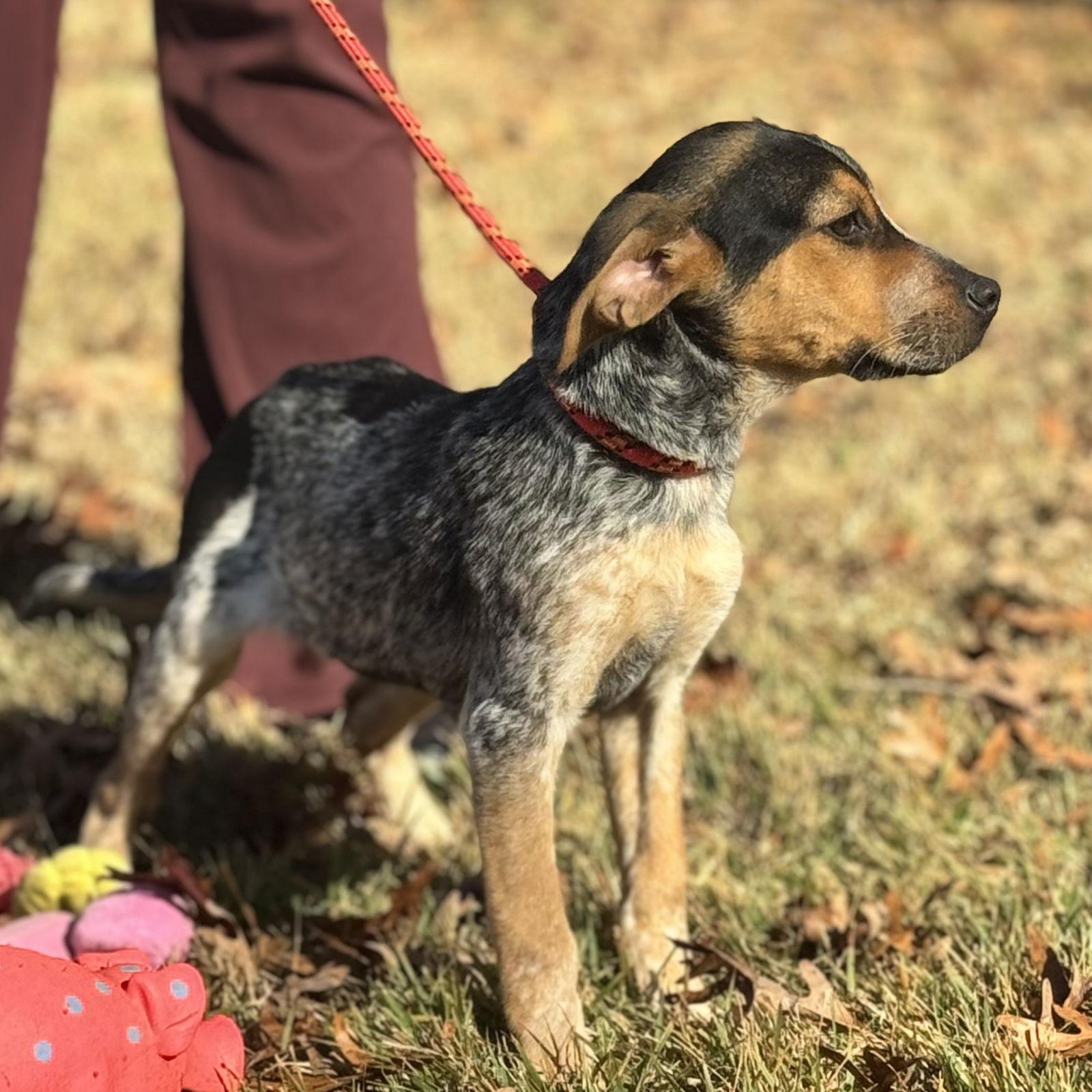 Enlarge DARBY, a Adoptable Australian Shepherd in Hagerstown, MD image 2/3