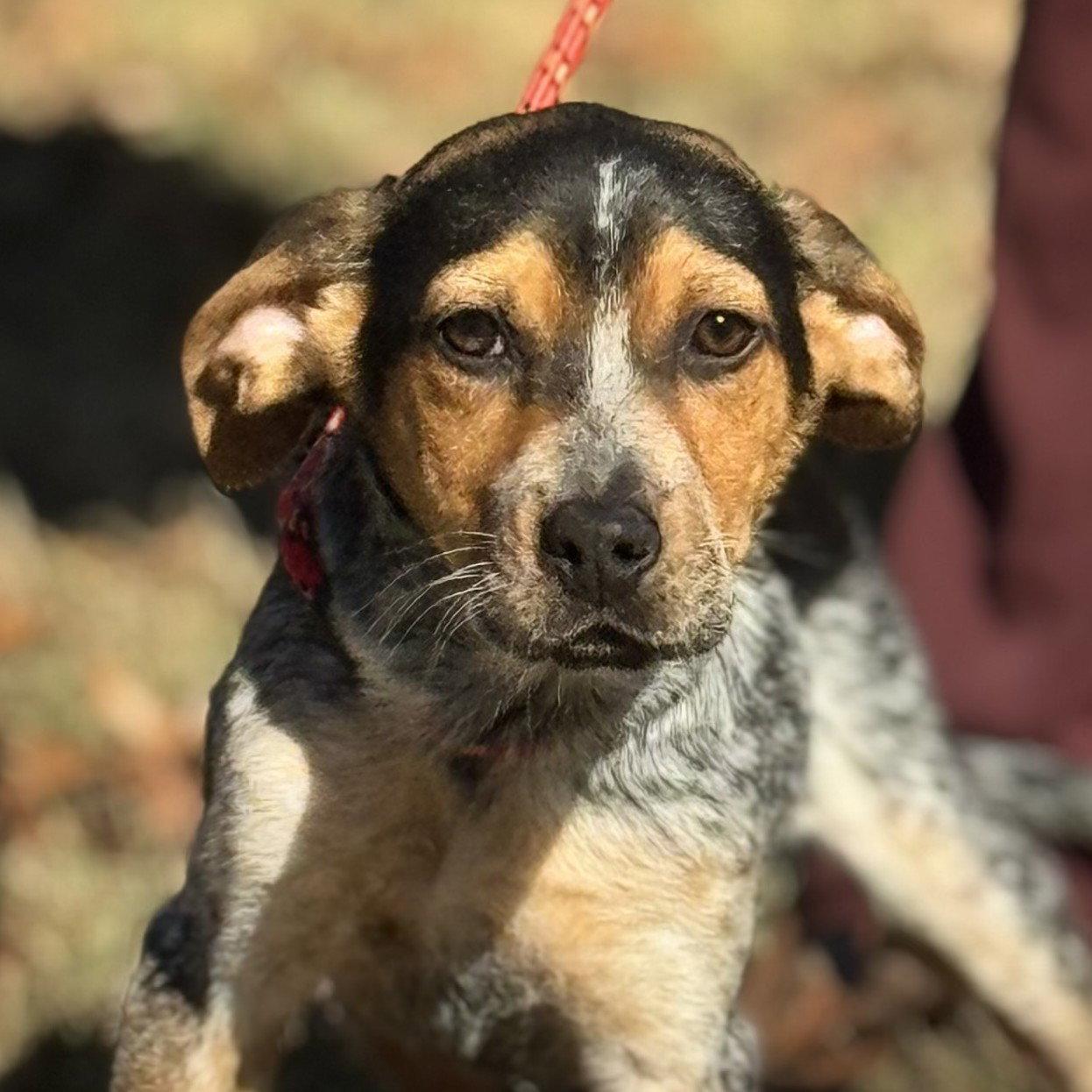 Enlarge DARBY  LOWER FEE!, a Adoptable Australian Shepherd in Hagerstown, MD image 2/3