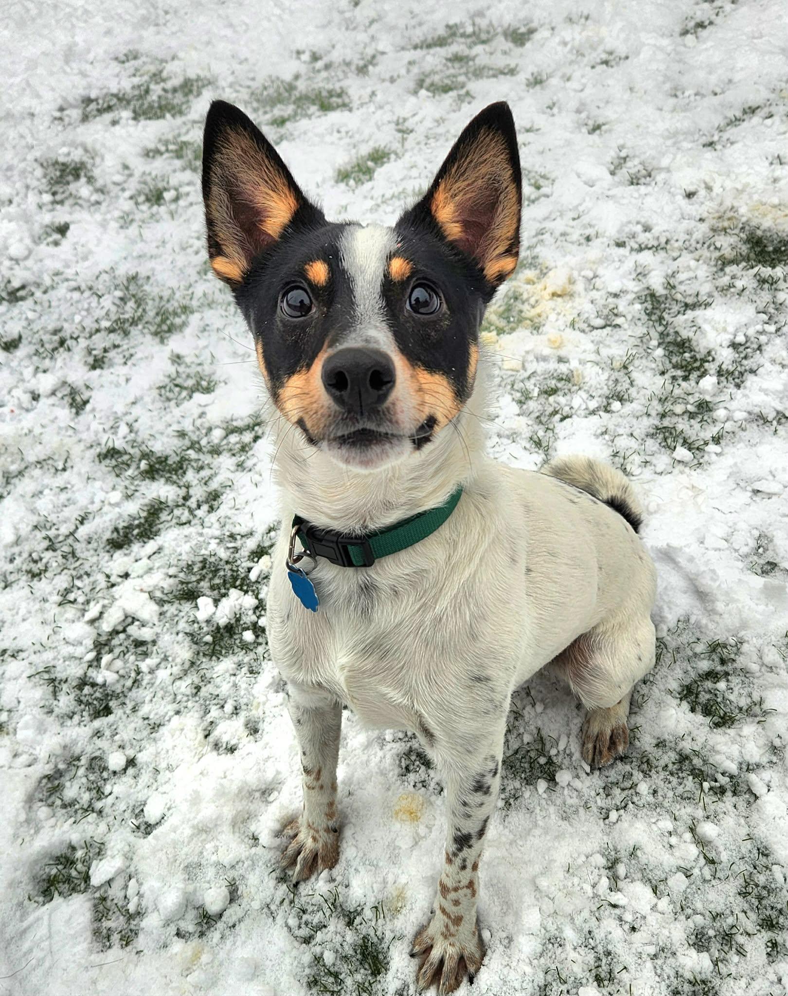 Enlarge Toby - In Foster Care, a ADOPTABLE mixed breed in Sparta, WI image 1/4