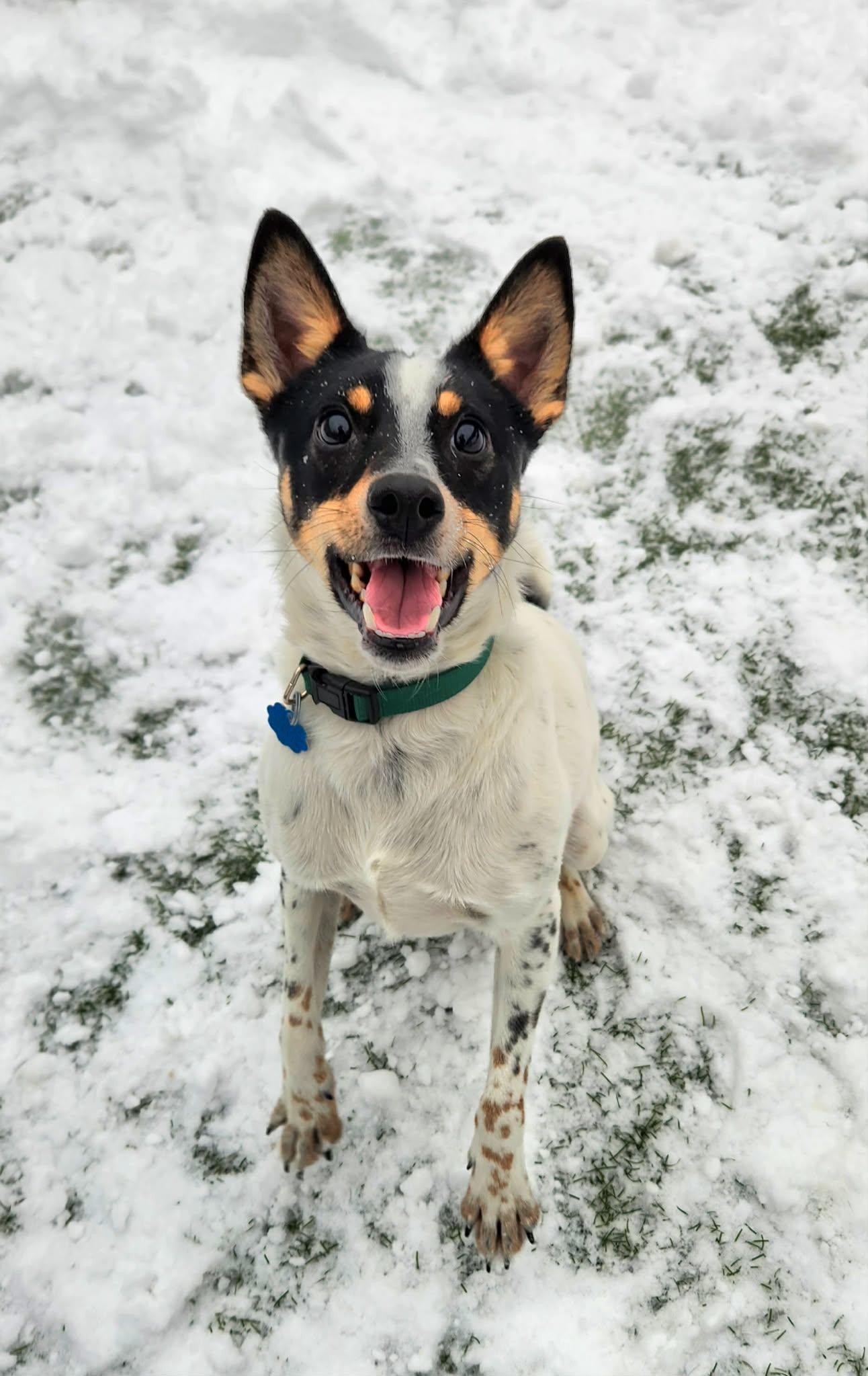 Enlarge Toby - In Foster Care, a ADOPTABLE mixed breed in Sparta, WI image 3/4