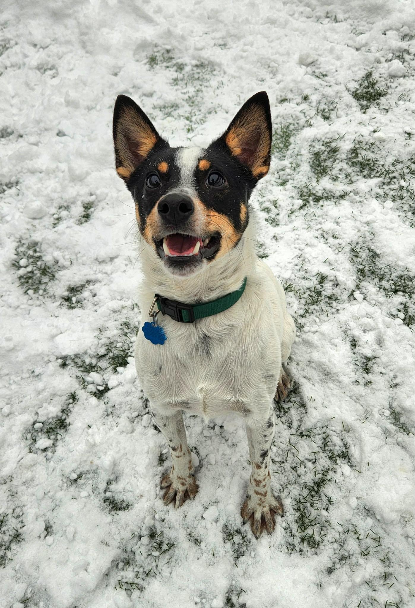 Enlarge Toby - In Foster Care, a ADOPTABLE mixed breed in Sparta, WI image 4/4