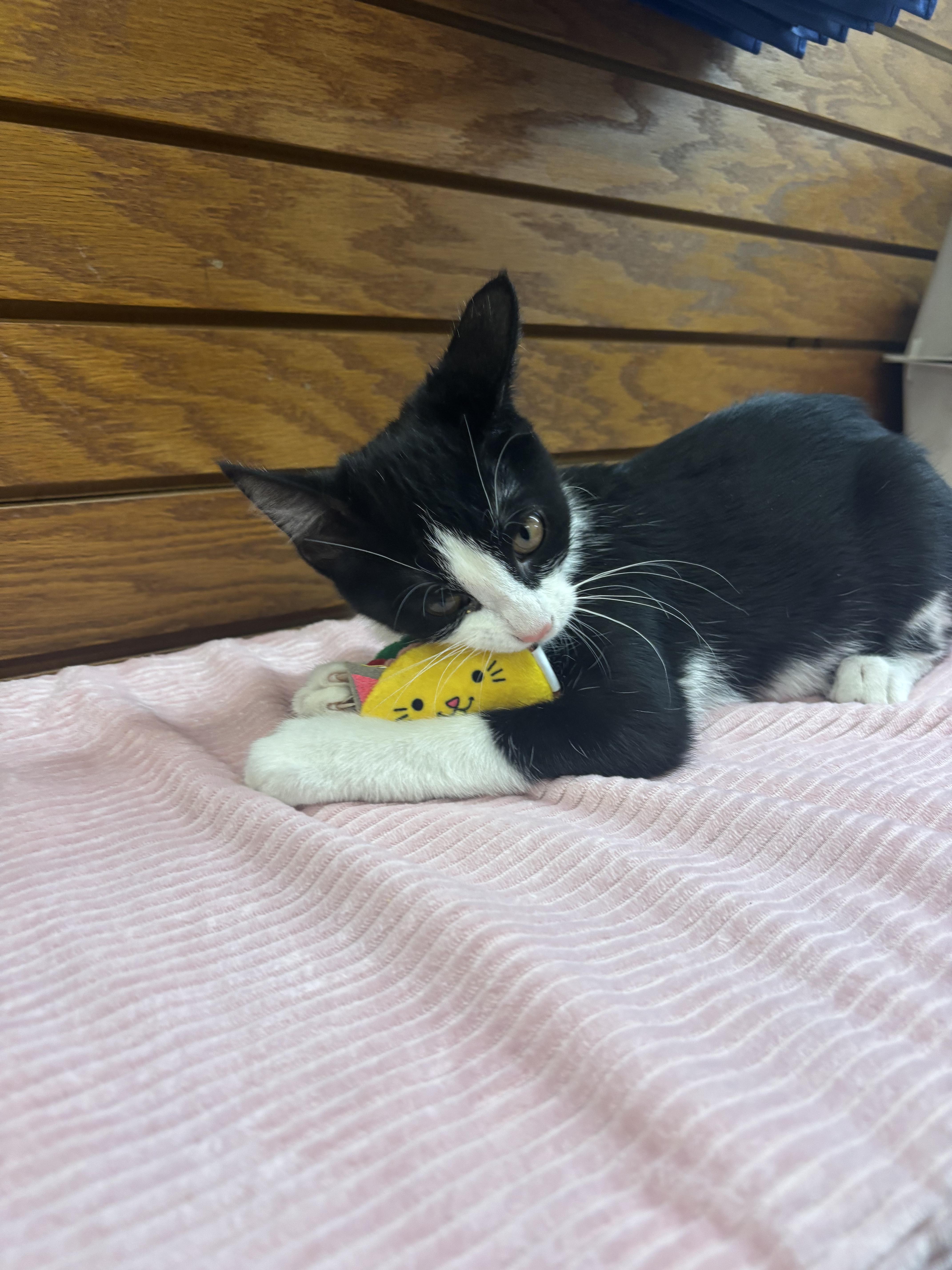 Enlarge KBar, a Adoptable mixed breed in Coldwater, MI image 4/4