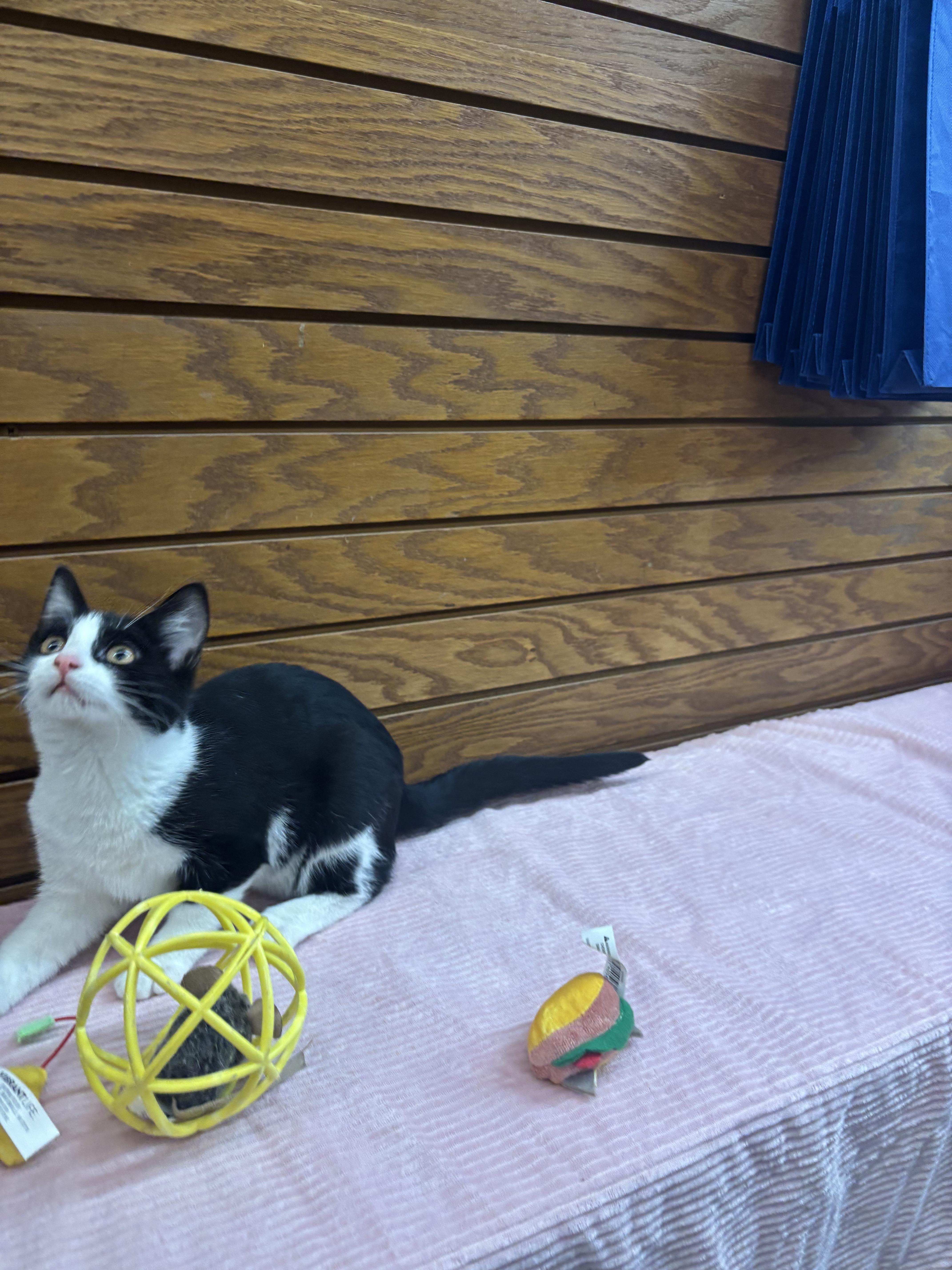 Enlarge KBar, a Adoptable mixed breed in Coldwater, MI image 3/4