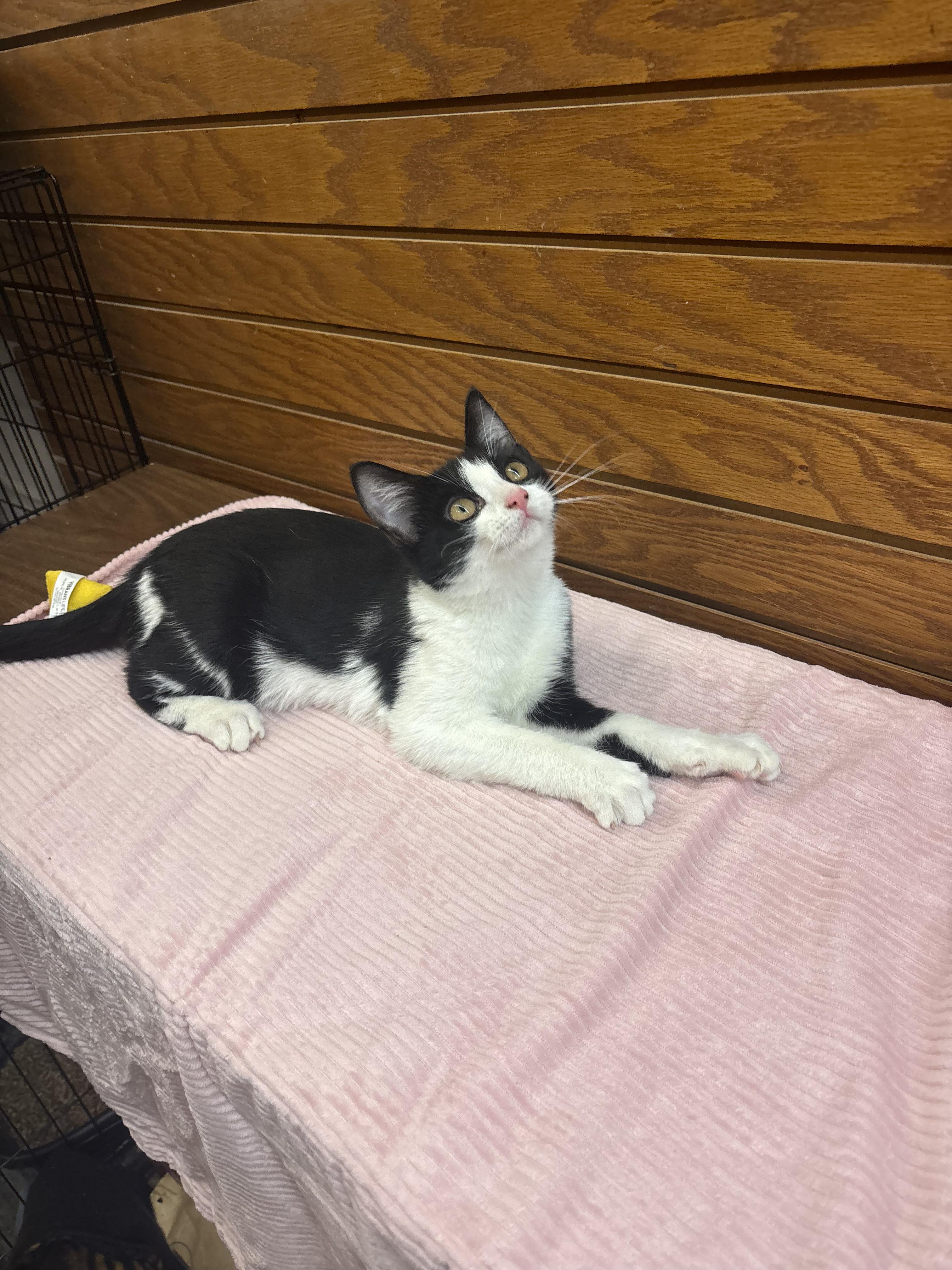 Enlarge KBar, a Adoptable mixed breed in Coldwater, MI image 1/4