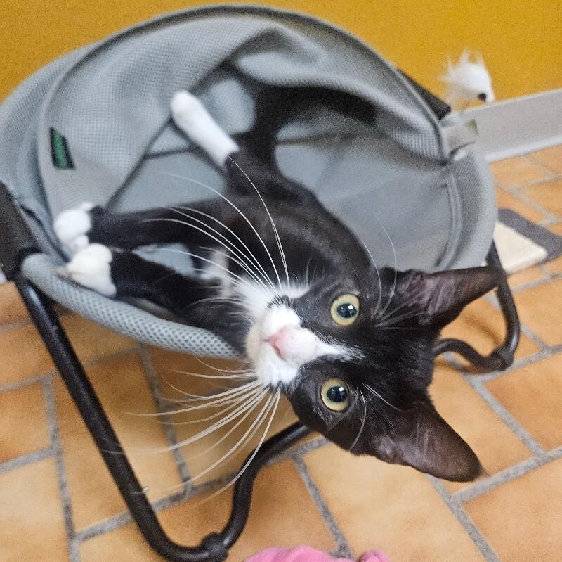 Enlarge Stitch, a Adoptable Domestic Short Hair in Yankton, SD image 1/5