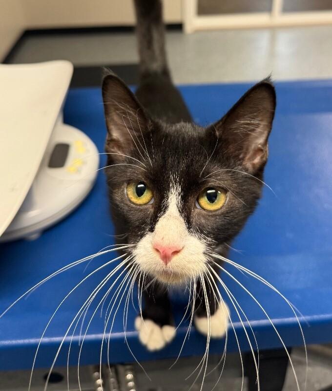 Enlarge Stitch, a Adoptable Domestic Short Hair in Yankton, SD image 2/5