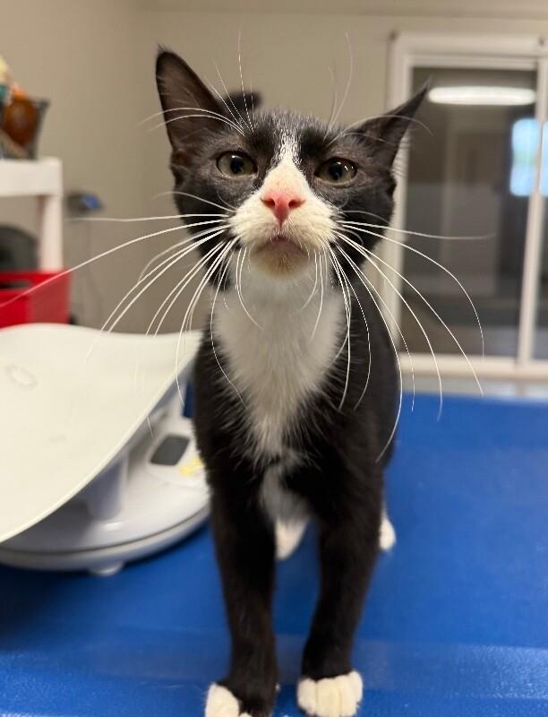 Enlarge Stitch, a Adoptable Domestic Short Hair in Yankton, SD image 3/5