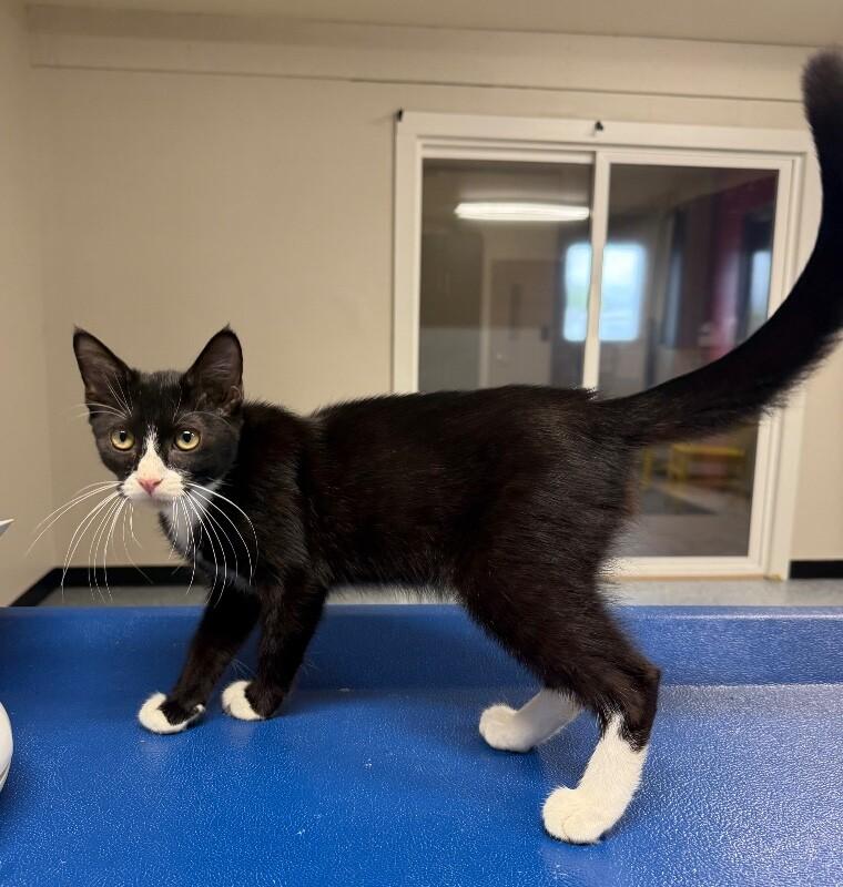 Enlarge Stitch, a Adoptable Domestic Short Hair in Yankton, SD image 4/5