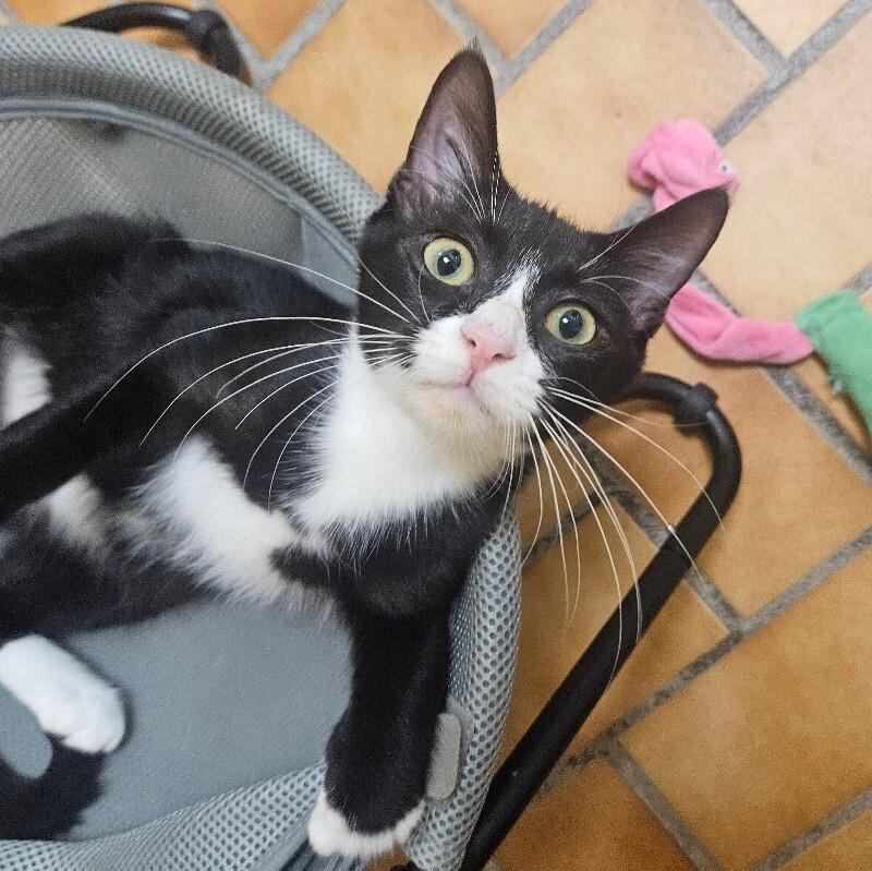 Enlarge Stitch, a Adoptable Domestic Short Hair in Yankton, SD image 5/5