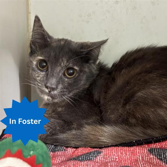 KAYA, Adoptable, Young Female Domestic Short Hair.