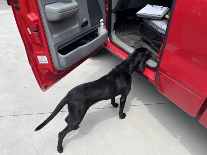 Cole, Adoptable, Young Male Hound & Mixed Breed.