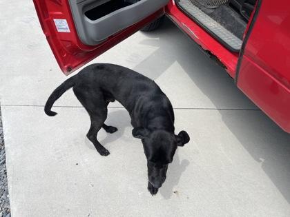 Enlarge Cole, a Adoptable mixed breed in Blue Ridge, GA image 2/3