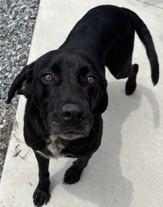 Enlarge Cole, a Adoptable mixed breed in Blue Ridge, GA image 3/3