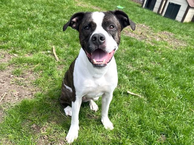Enlarge SMUDGE, a Adoptable mixed breed in Toronto, ON image 1/1