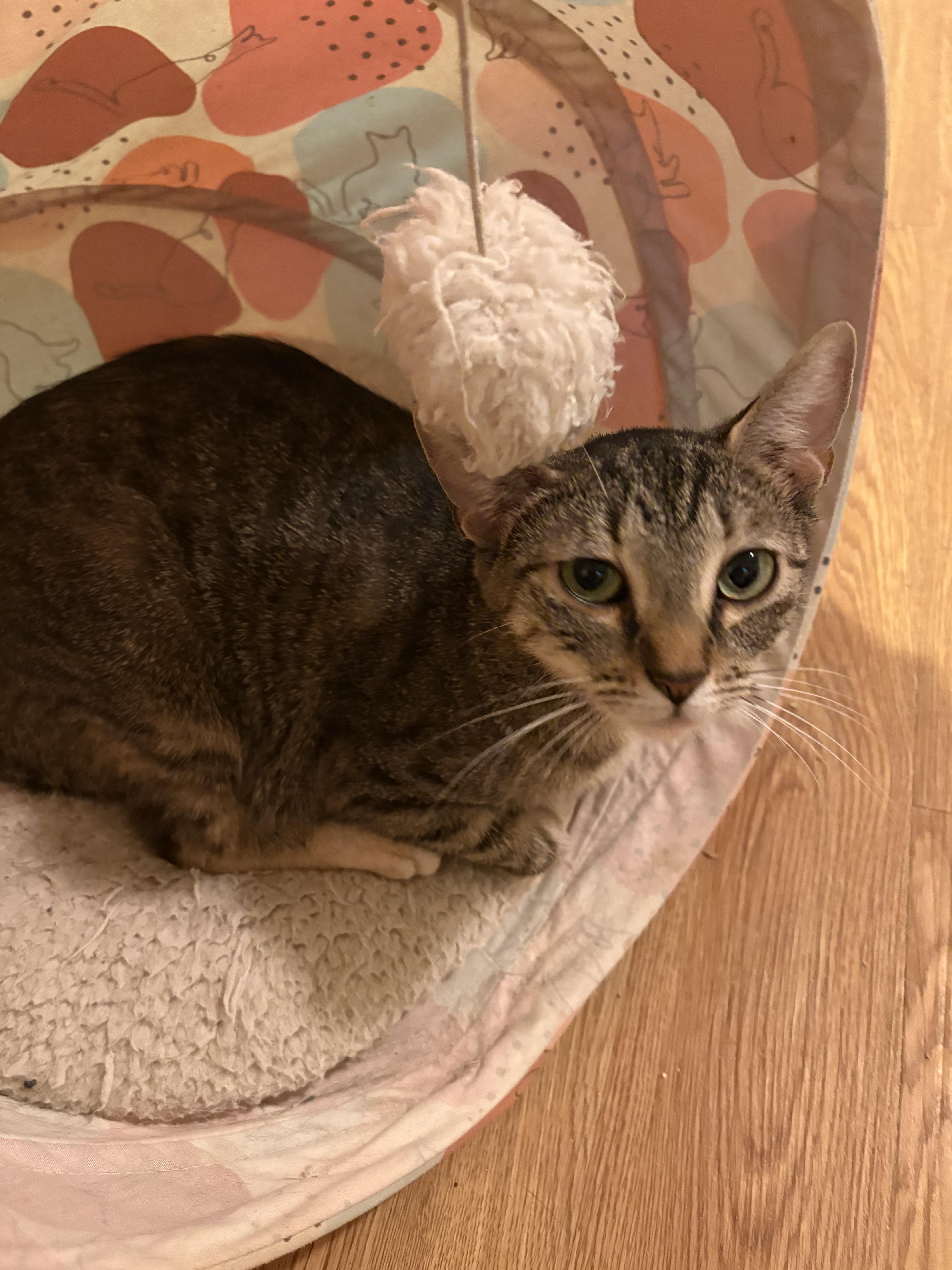 Enlarge "Mini" minerva, a ADOPTABLE Domestic Short Hair in Rochester, NY image 2/2