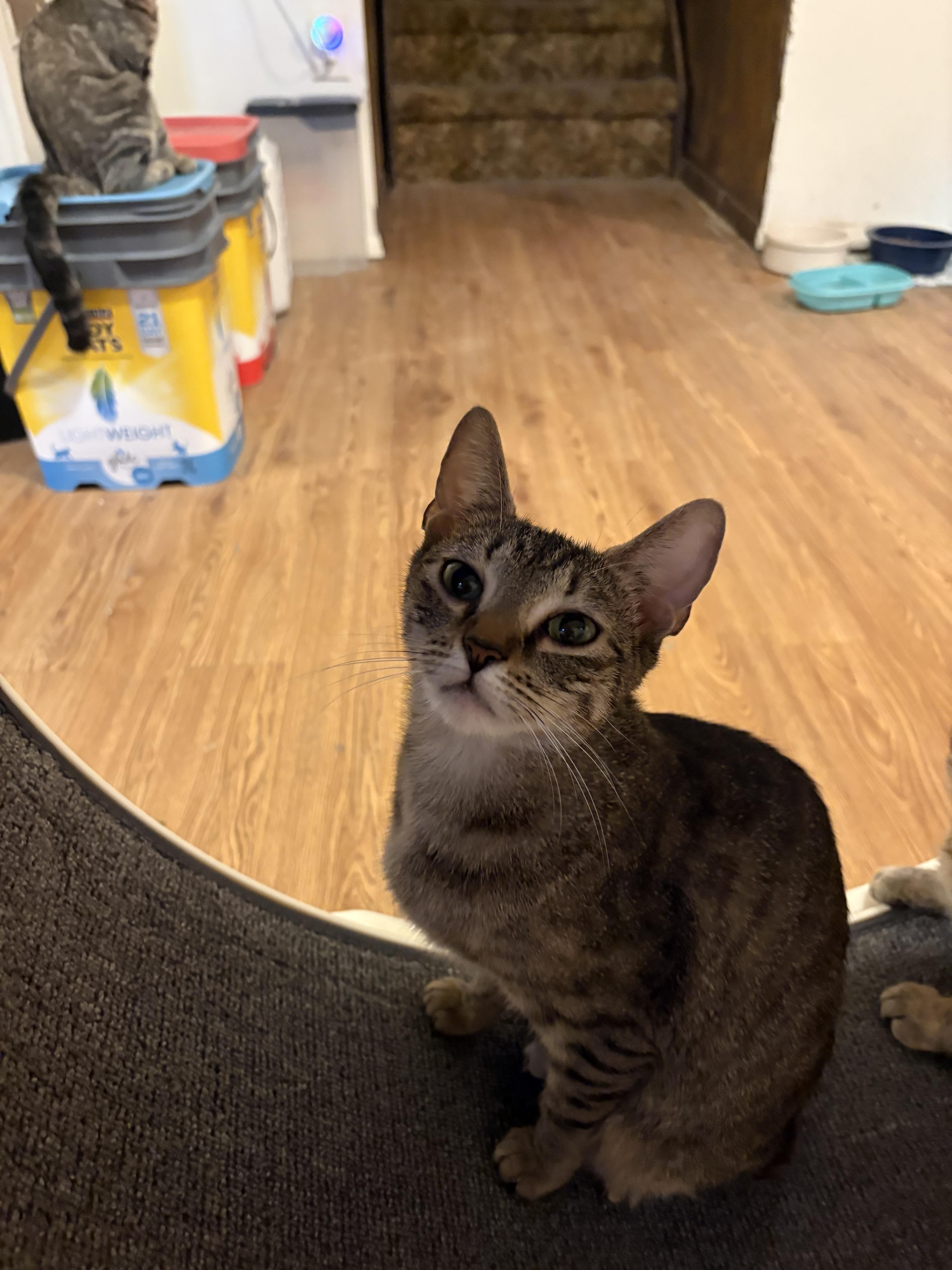 "Mini" minerva, ADOPTABLE, Adult Female Domestic Short Hair.