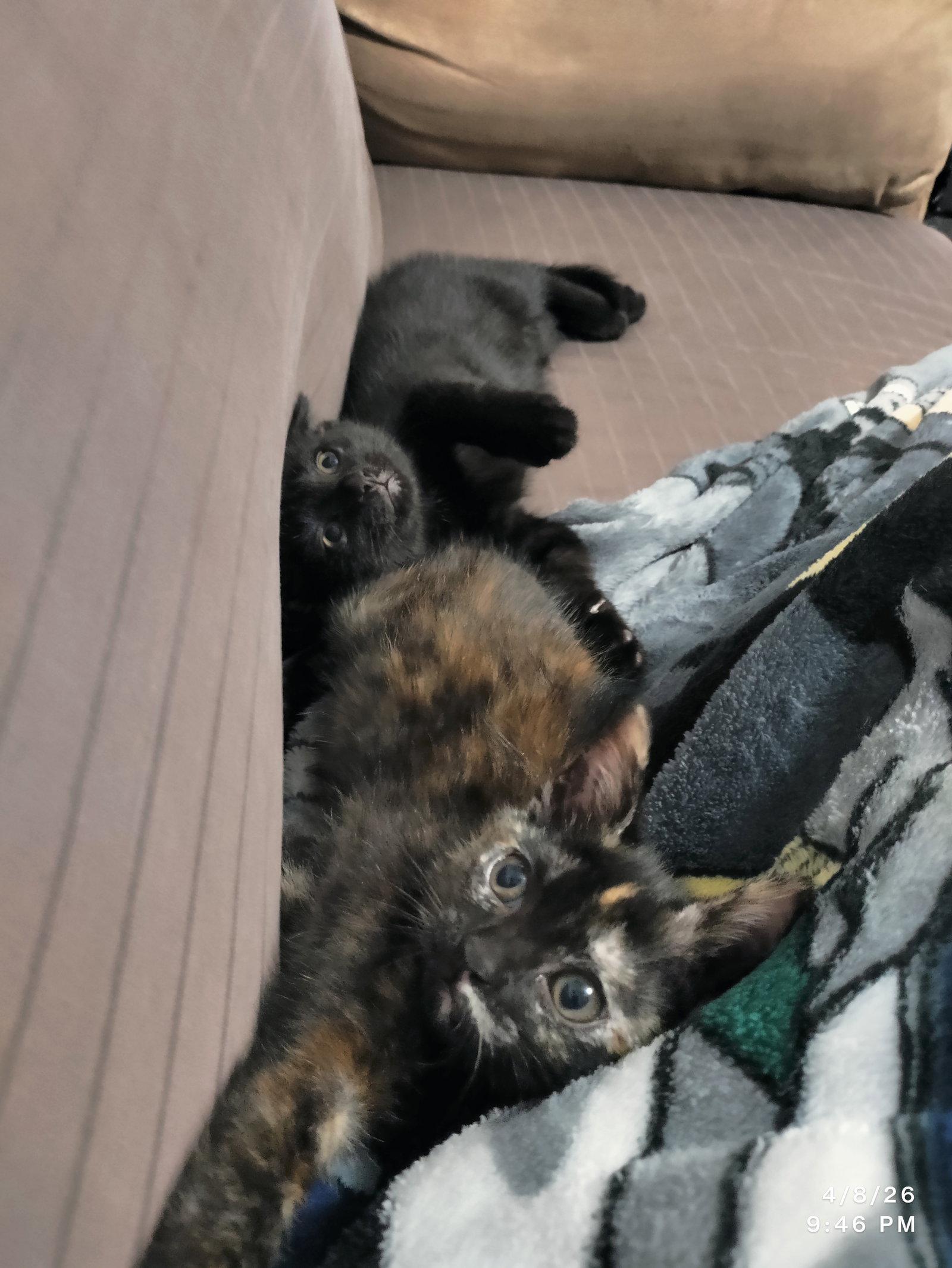 Twister, Adoptable, Kitten Female Domestic Short Hair.