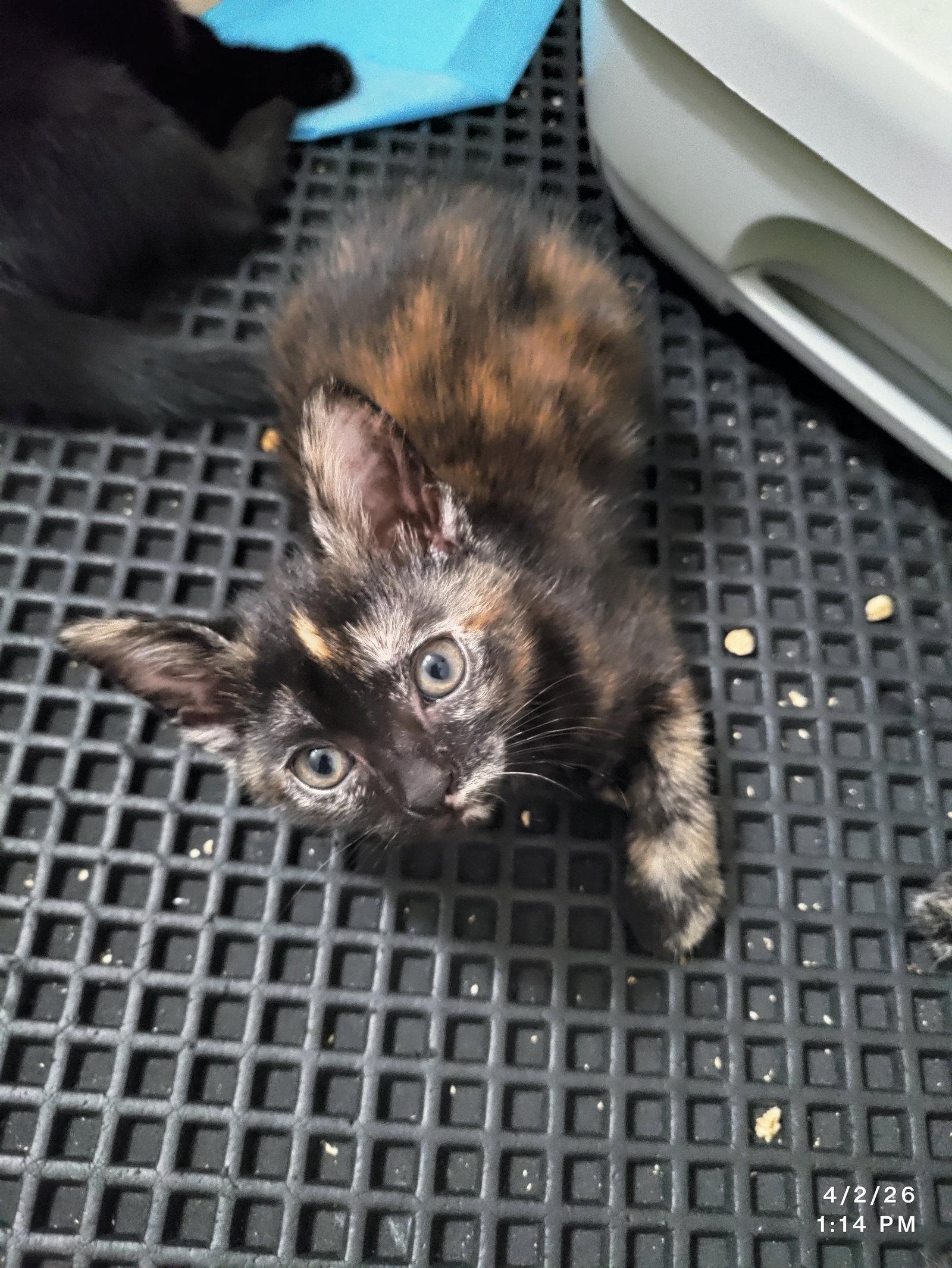 Enlarge Twister, a Adoptable Domestic Short Hair in Herndon, VA image 2/3