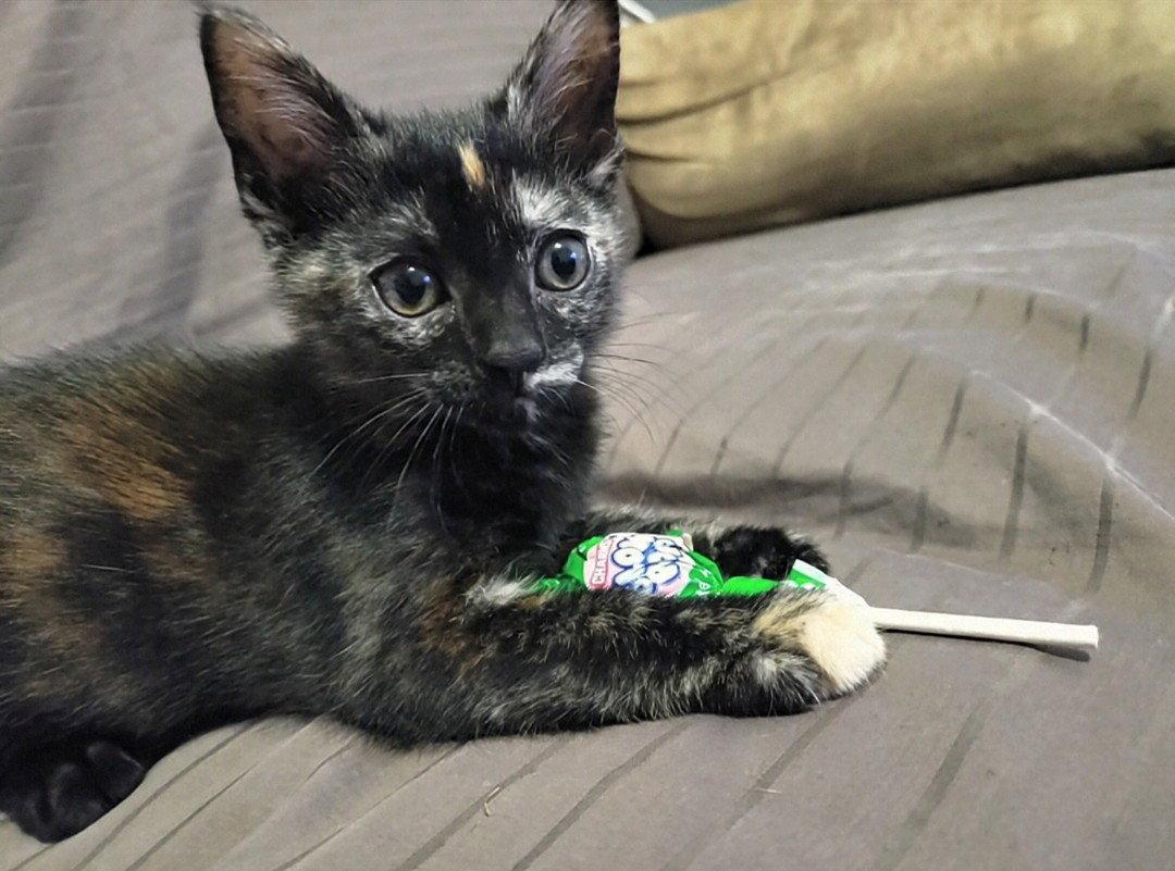 Enlarge Twister, a Adoptable Domestic Short Hair in Herndon, VA image 3/3