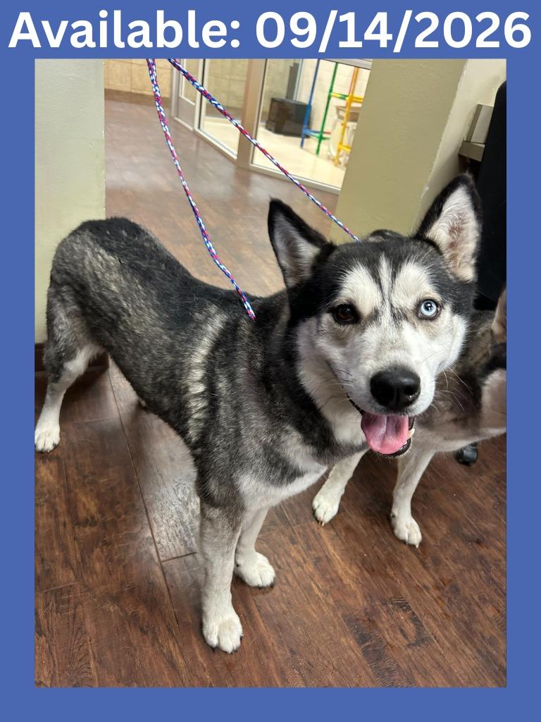 Enlarge Dog Kennel #21 Pandi, a Adoptable mixed breed in Greenville, TX image 2/2