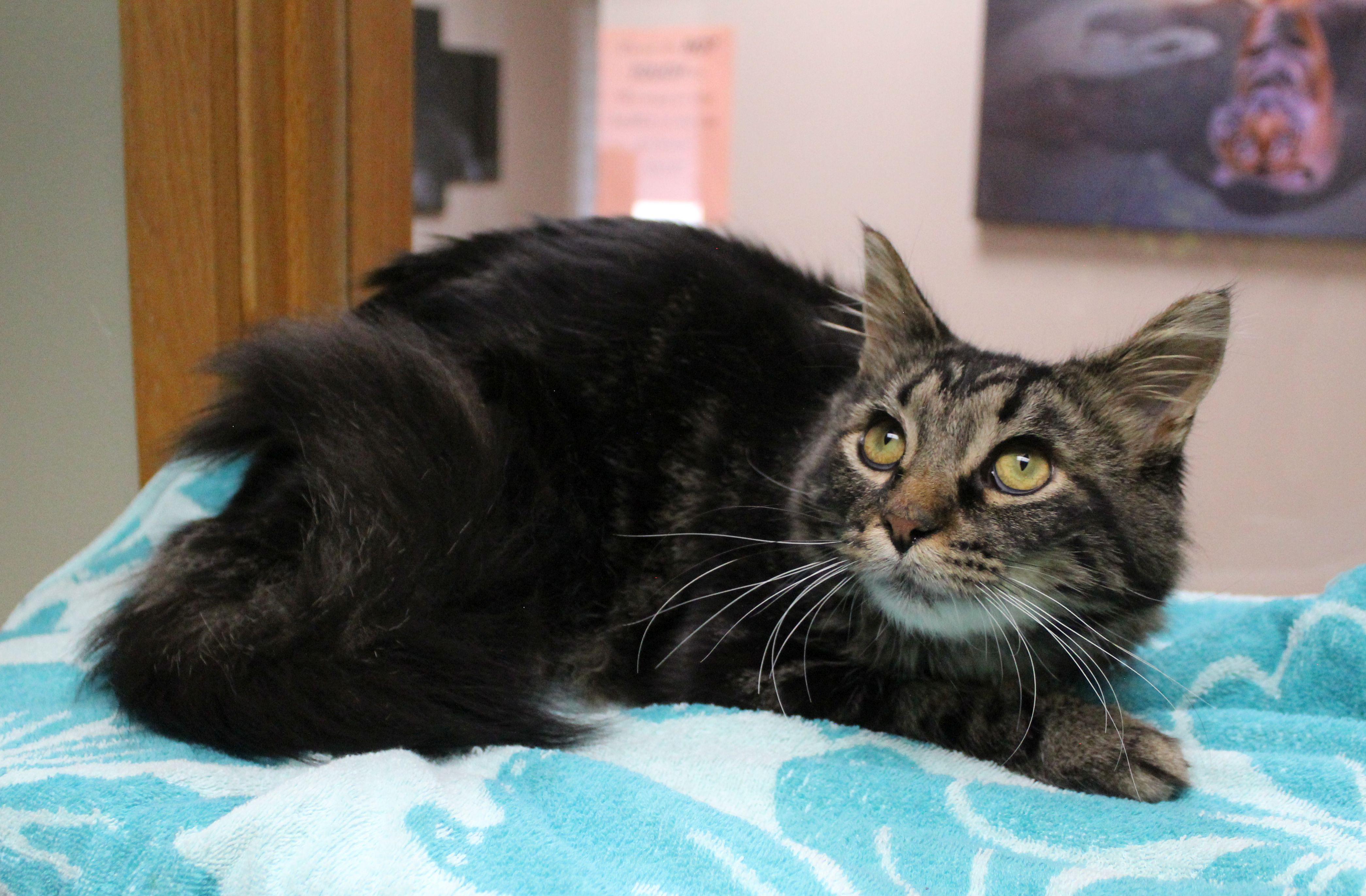 Enlarge Aziel, a Adoptable Domestic Medium Hair in Portage, WI image 3/3