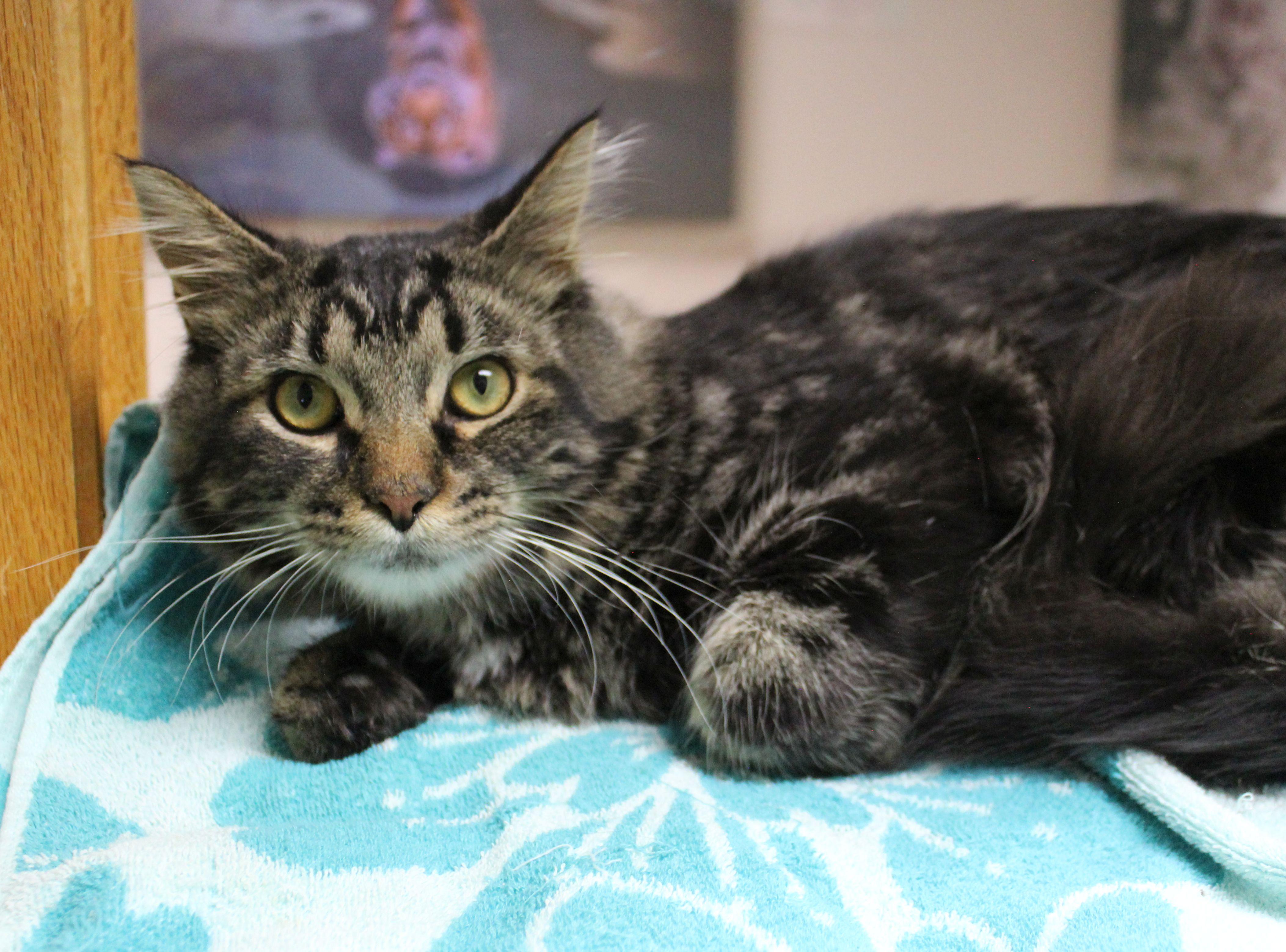 Enlarge Aziel, a Adoptable Domestic Medium Hair in Portage, WI image 2/3